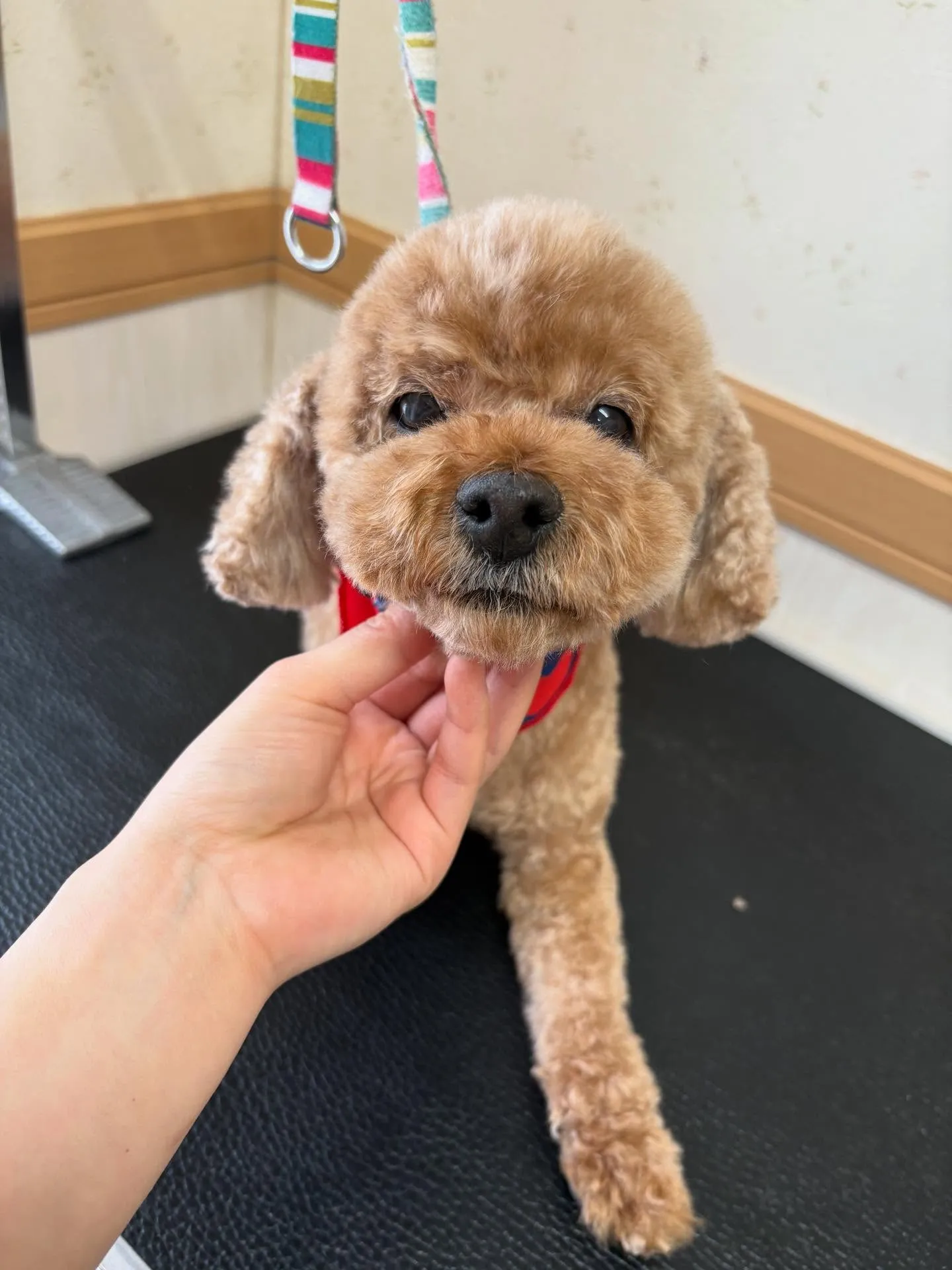 犬のトリミング✂️