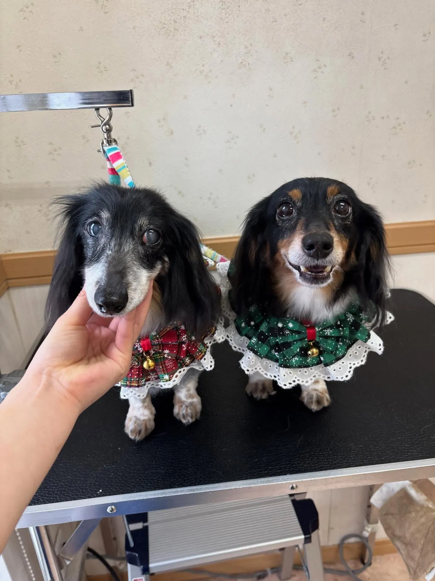 犬のトリミング✂️