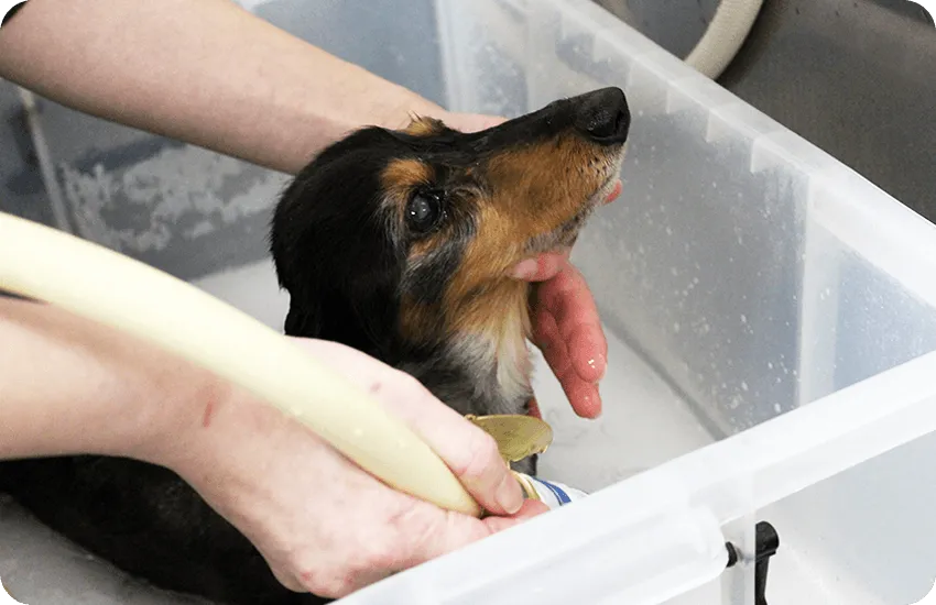 マイクロバブル温浴中