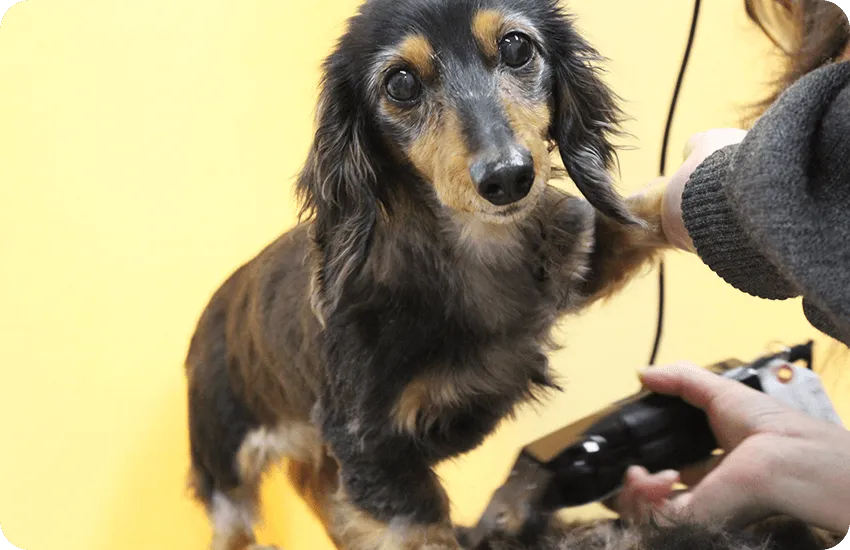 トリミング風景