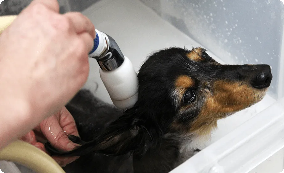 毛が本来の毛質に戻ります!