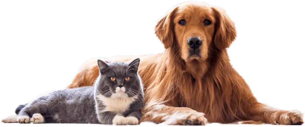 ソマリ犬猫病院でトリミングしてみませんか?