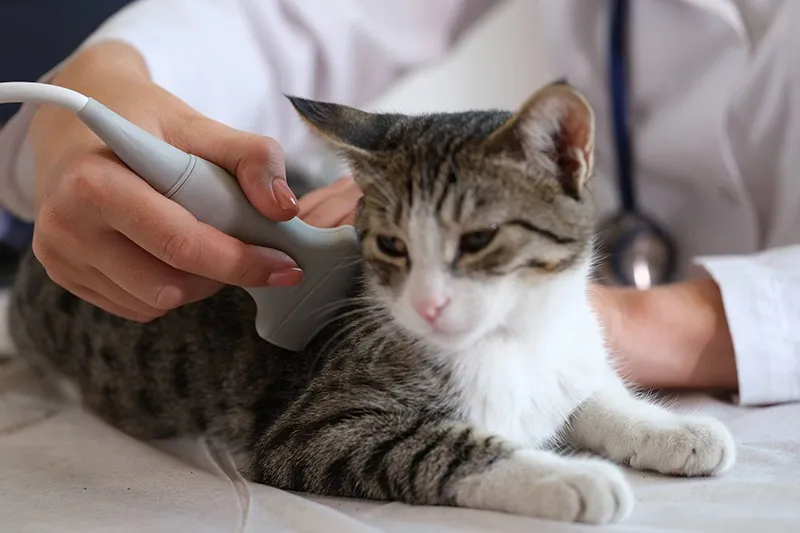 06:去勢・避妊手術