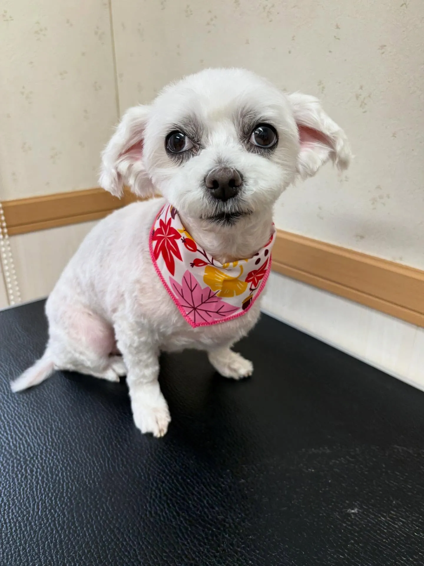 犬のトリミング✂️