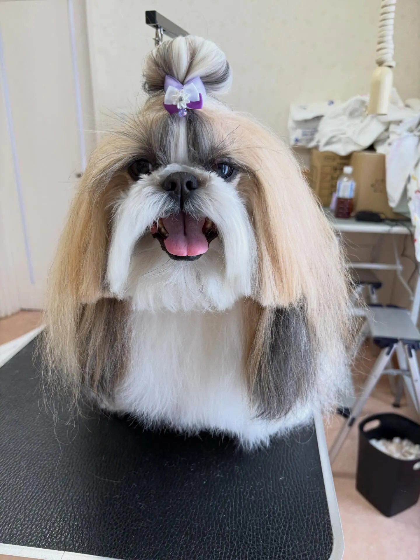 犬のシャンプー🫧