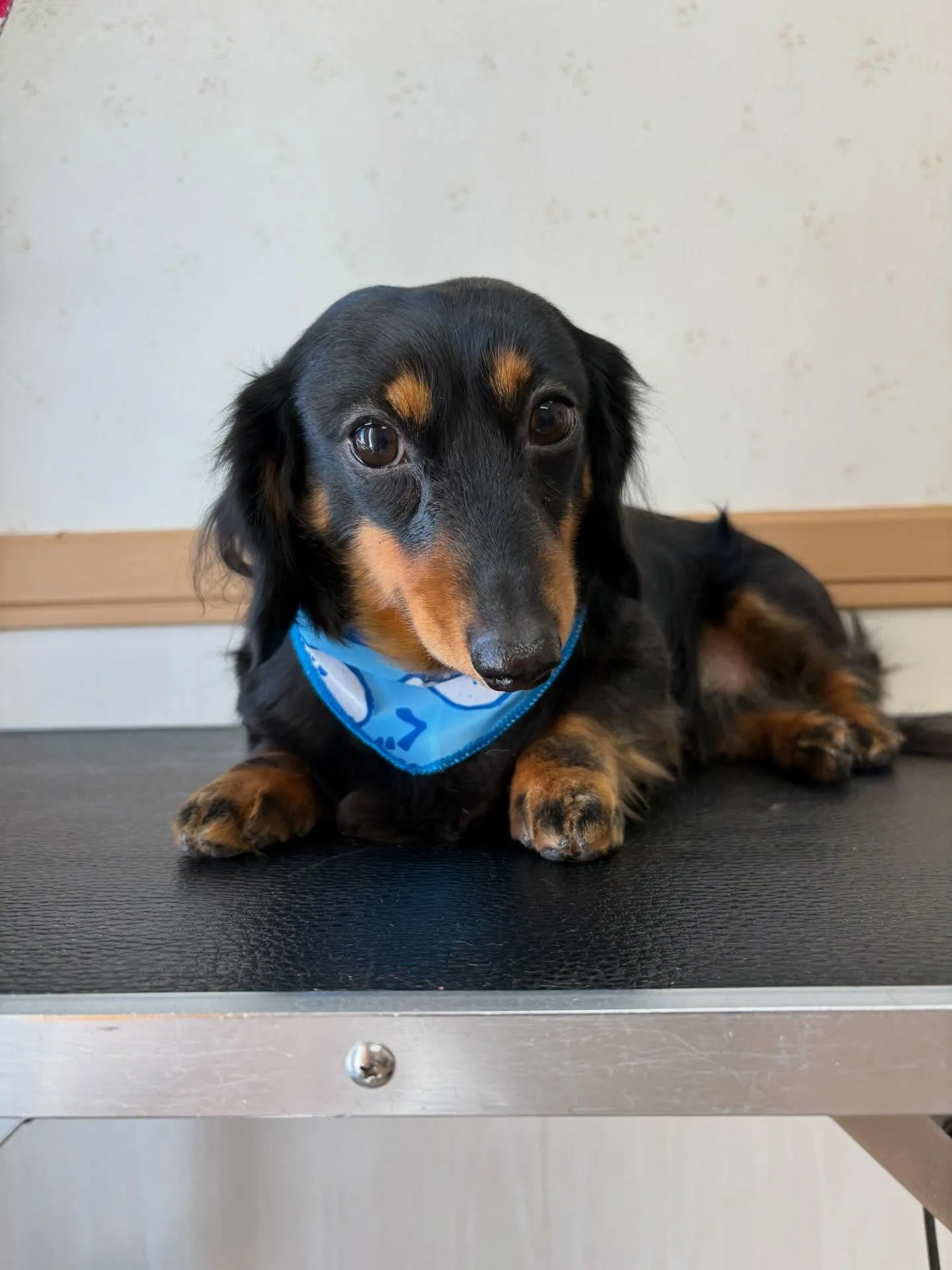 犬のシャンプー🫧