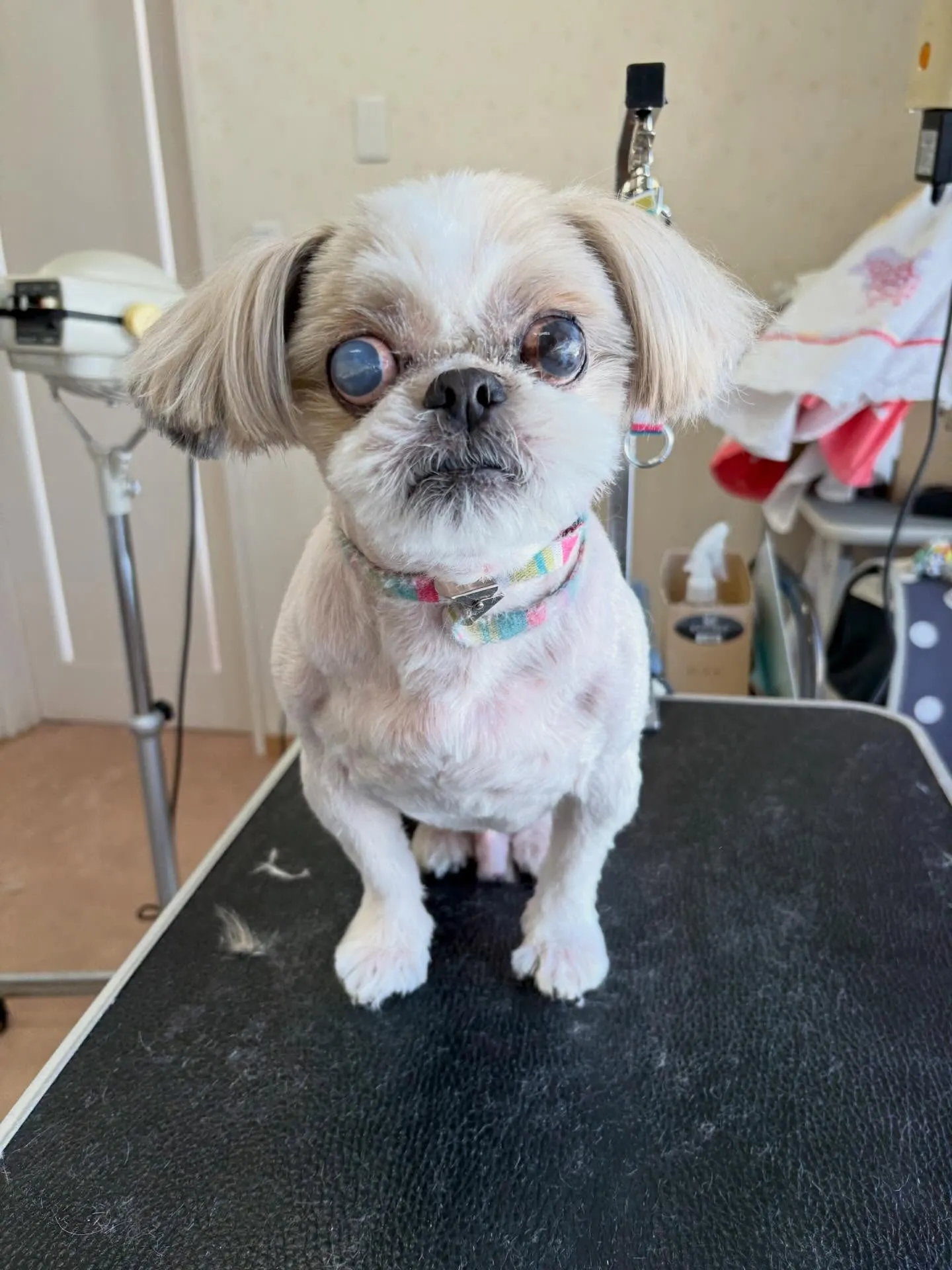 犬のトリミング✂️