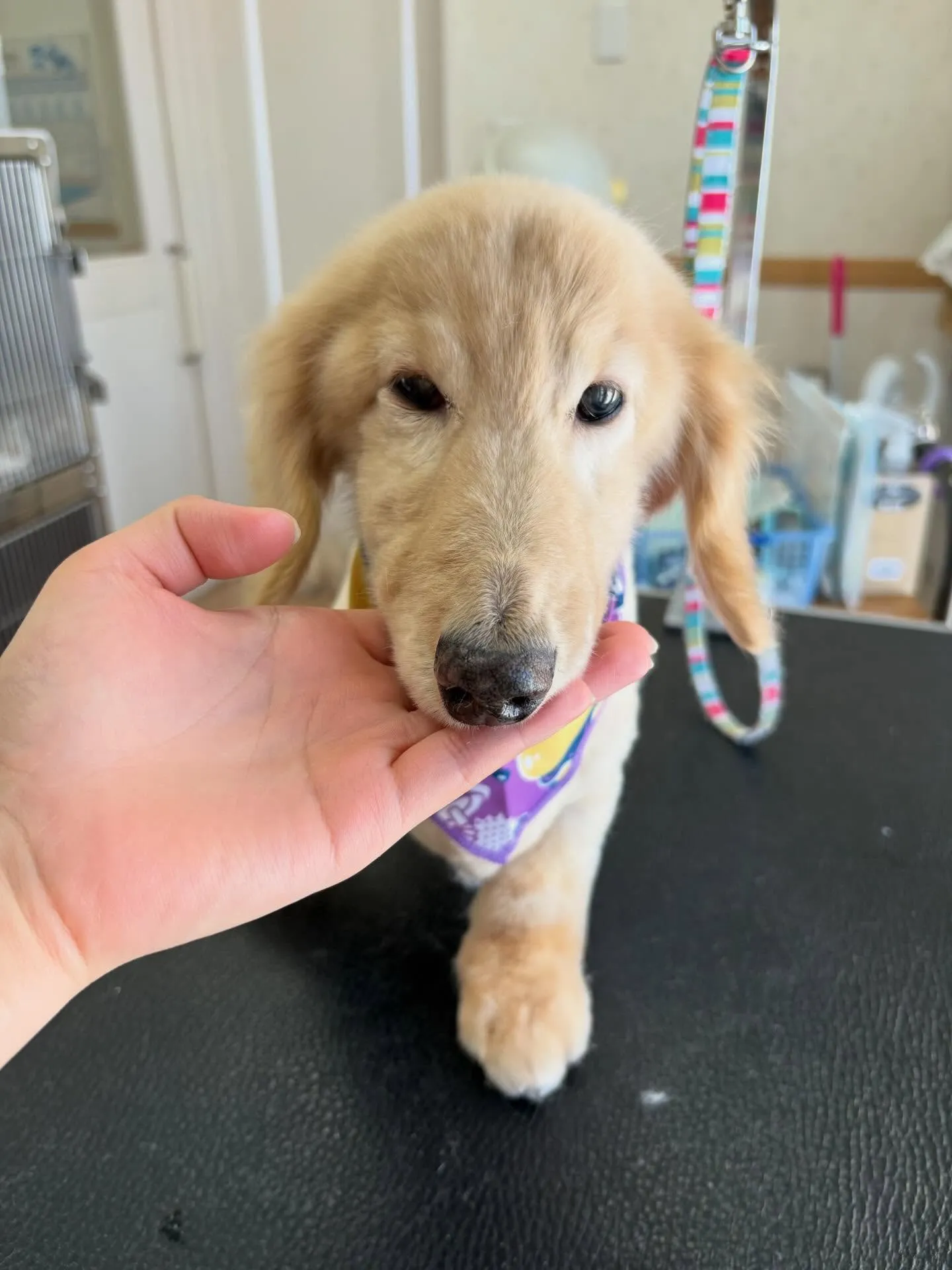 犬のシャンプー🫧