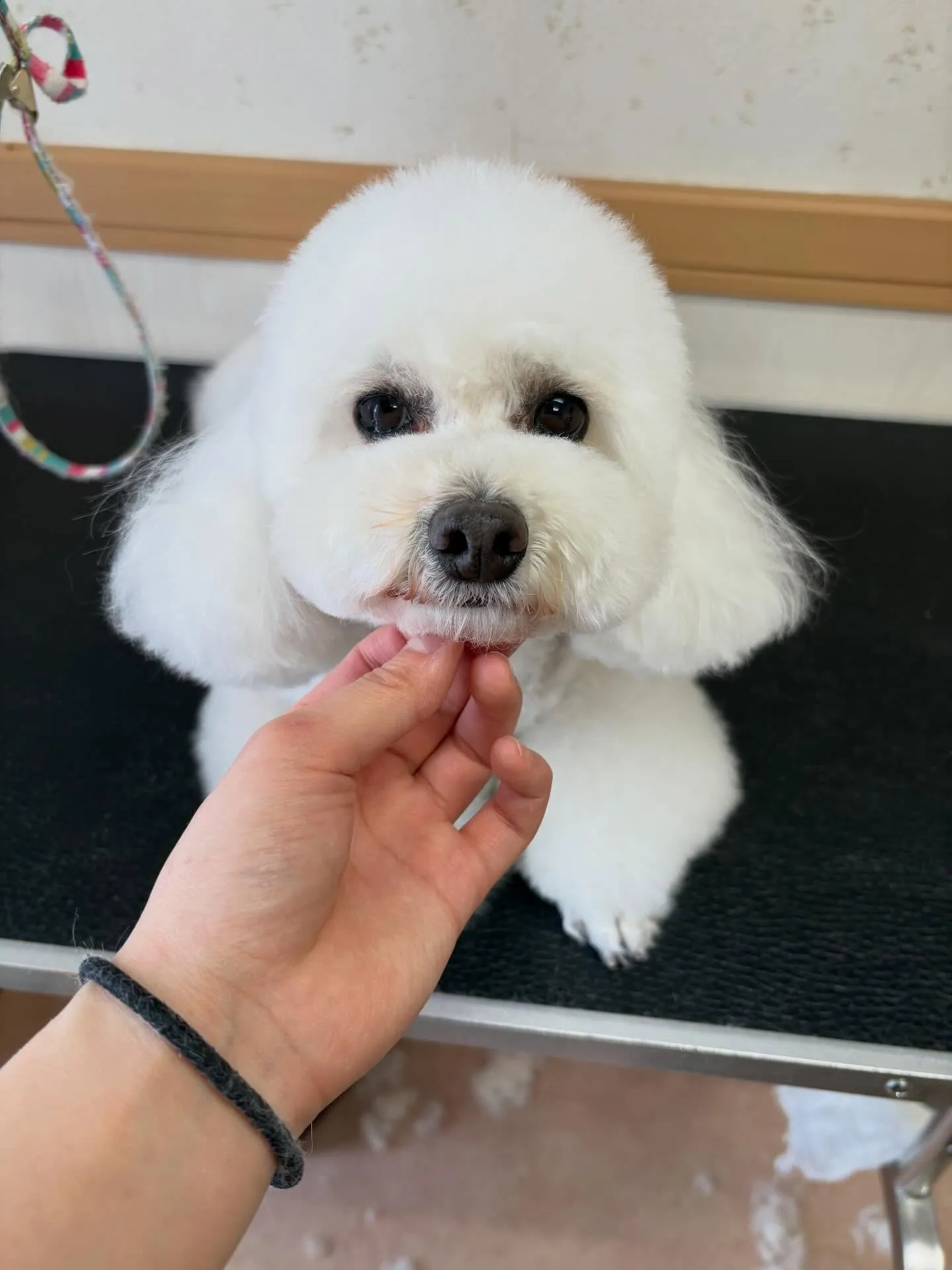 犬のトリミング✂️