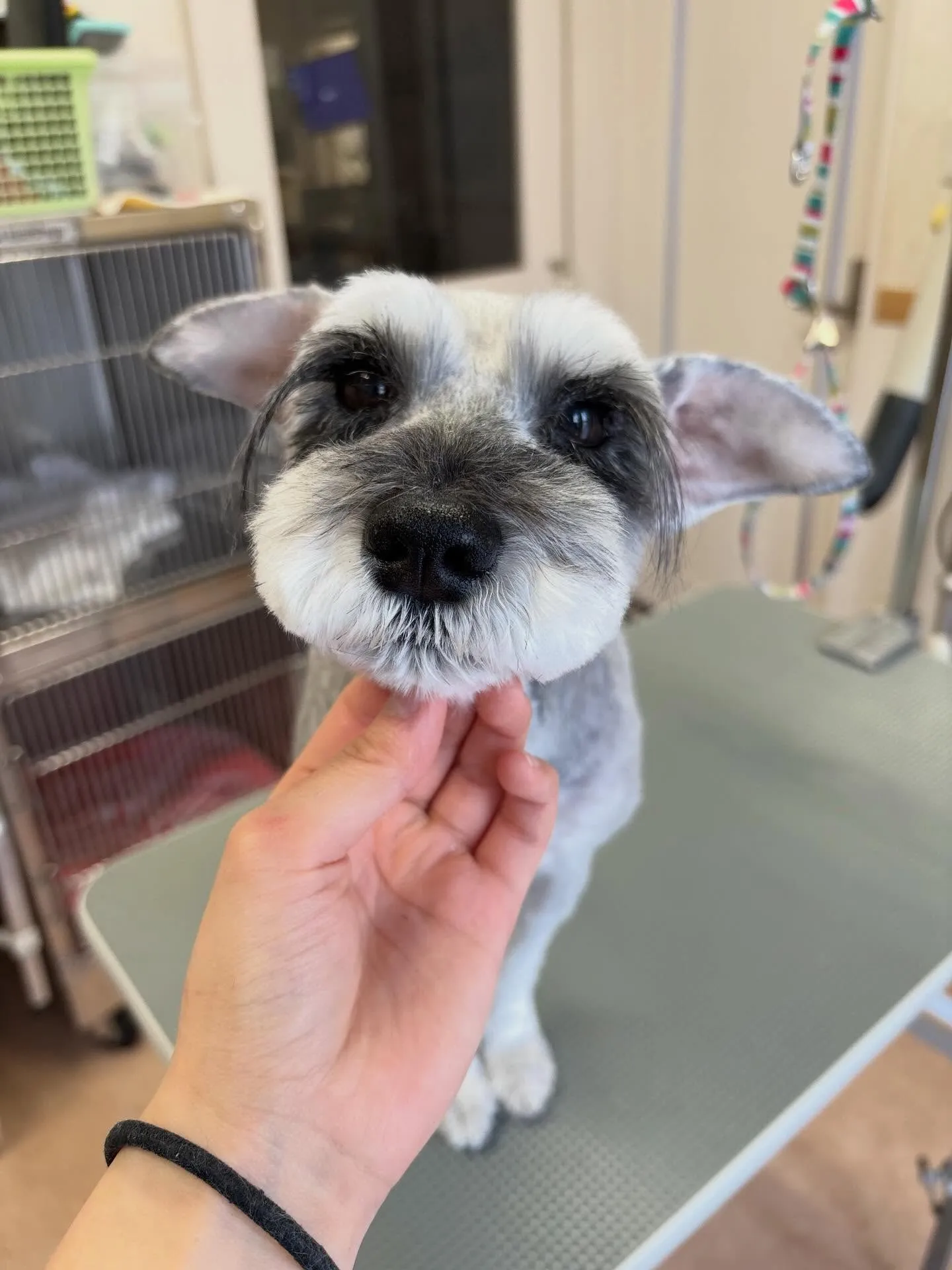 犬のトリミング✂️