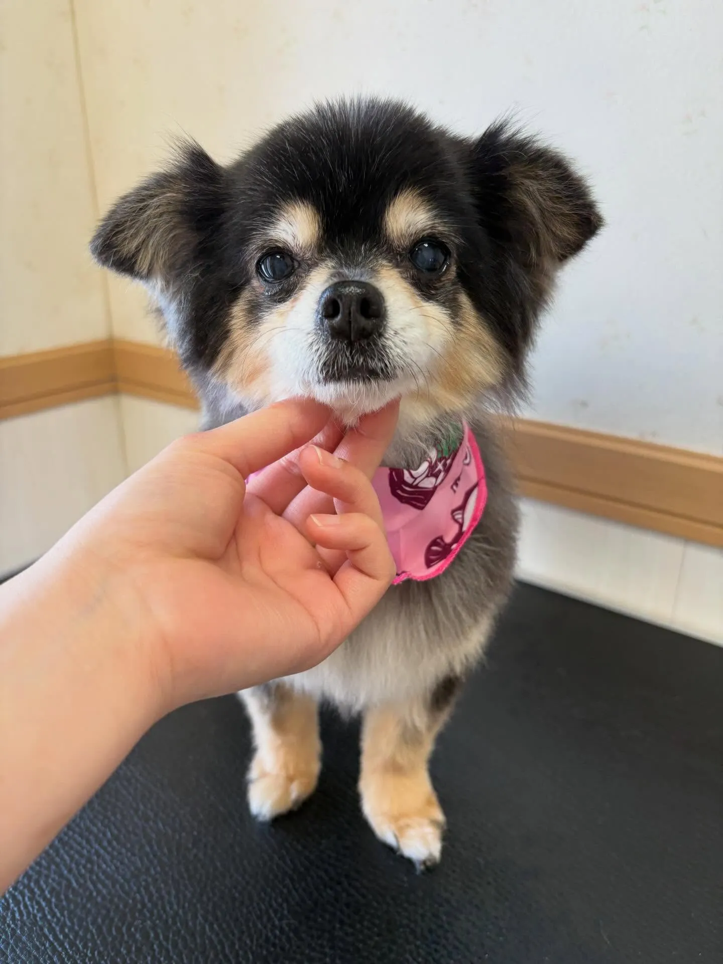 犬のトリミング✂️