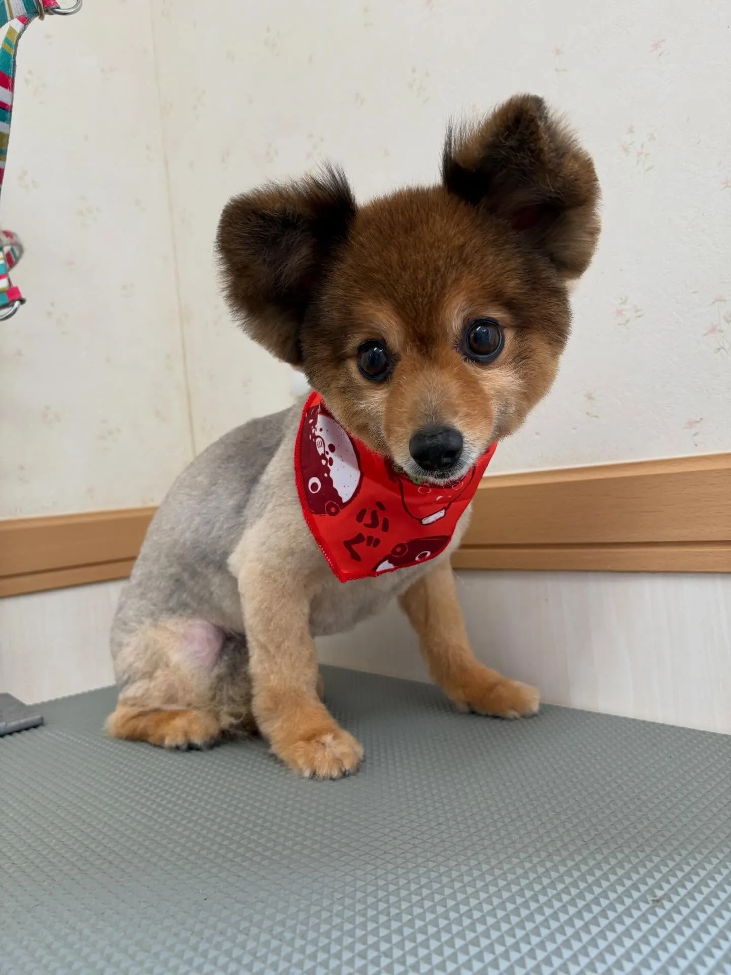 犬のトリミング✂️