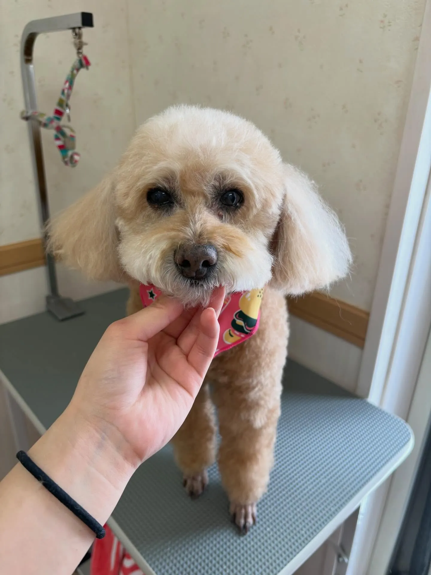 犬のシャンプー🫧