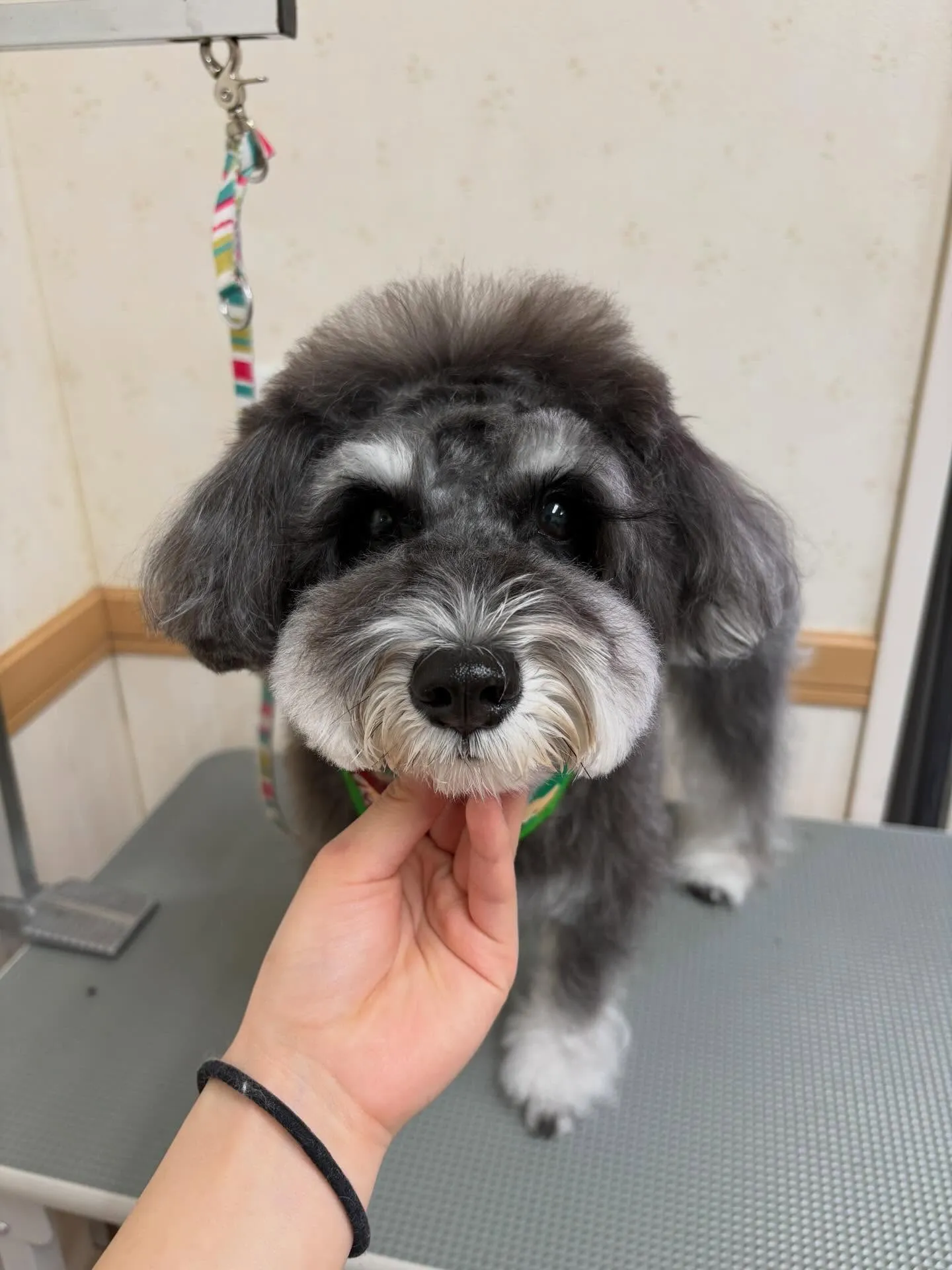犬のトリミング✂️