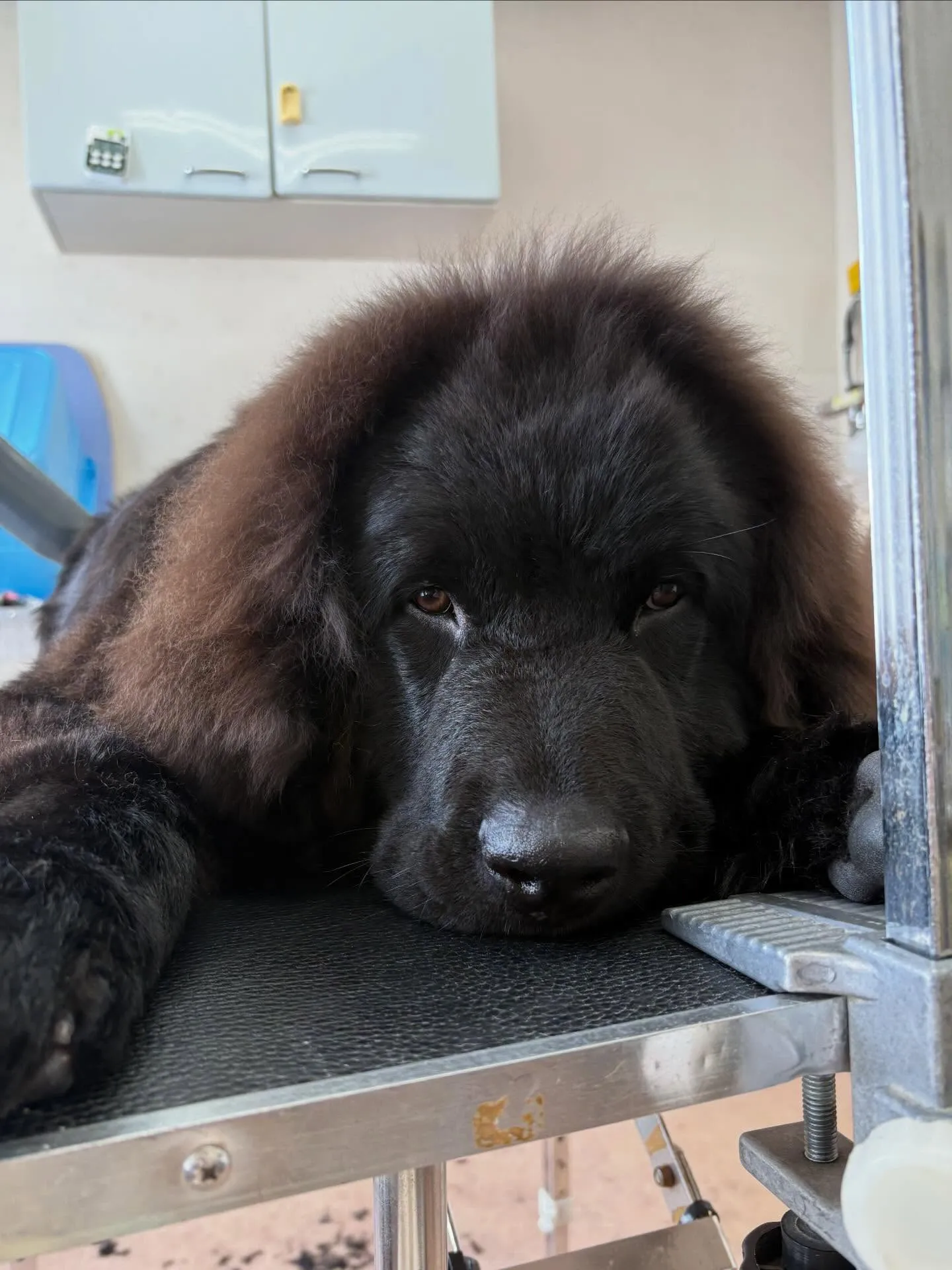 犬のシャンプー🫧