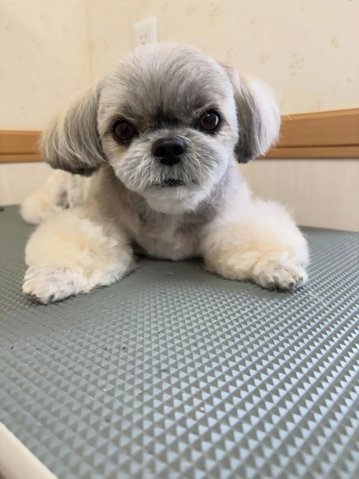 犬のトリミング✂️