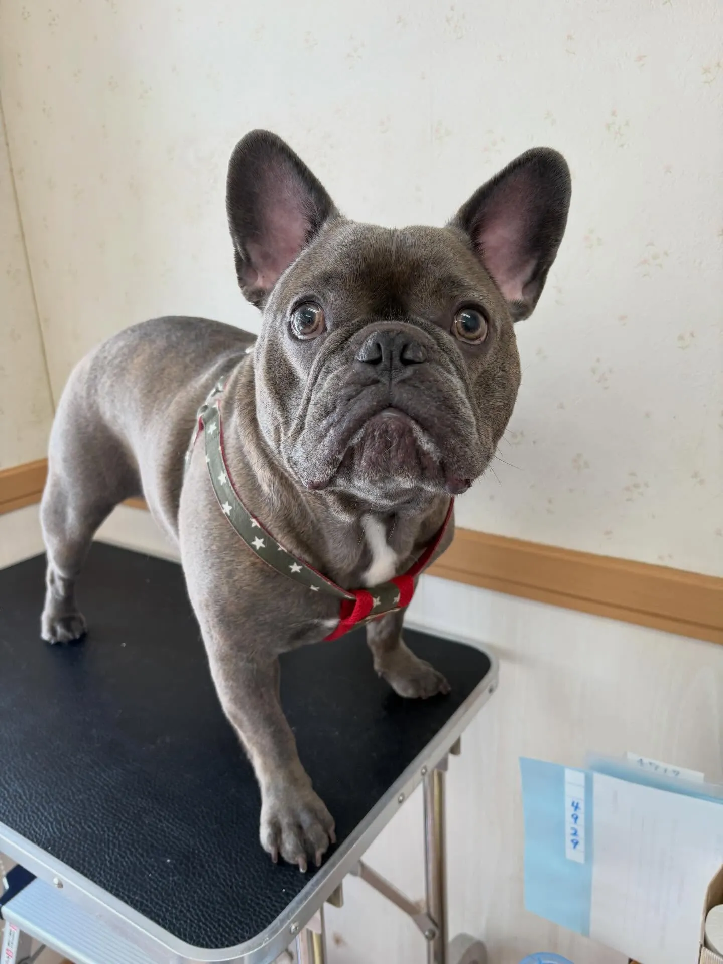 犬のシャンプー🫧