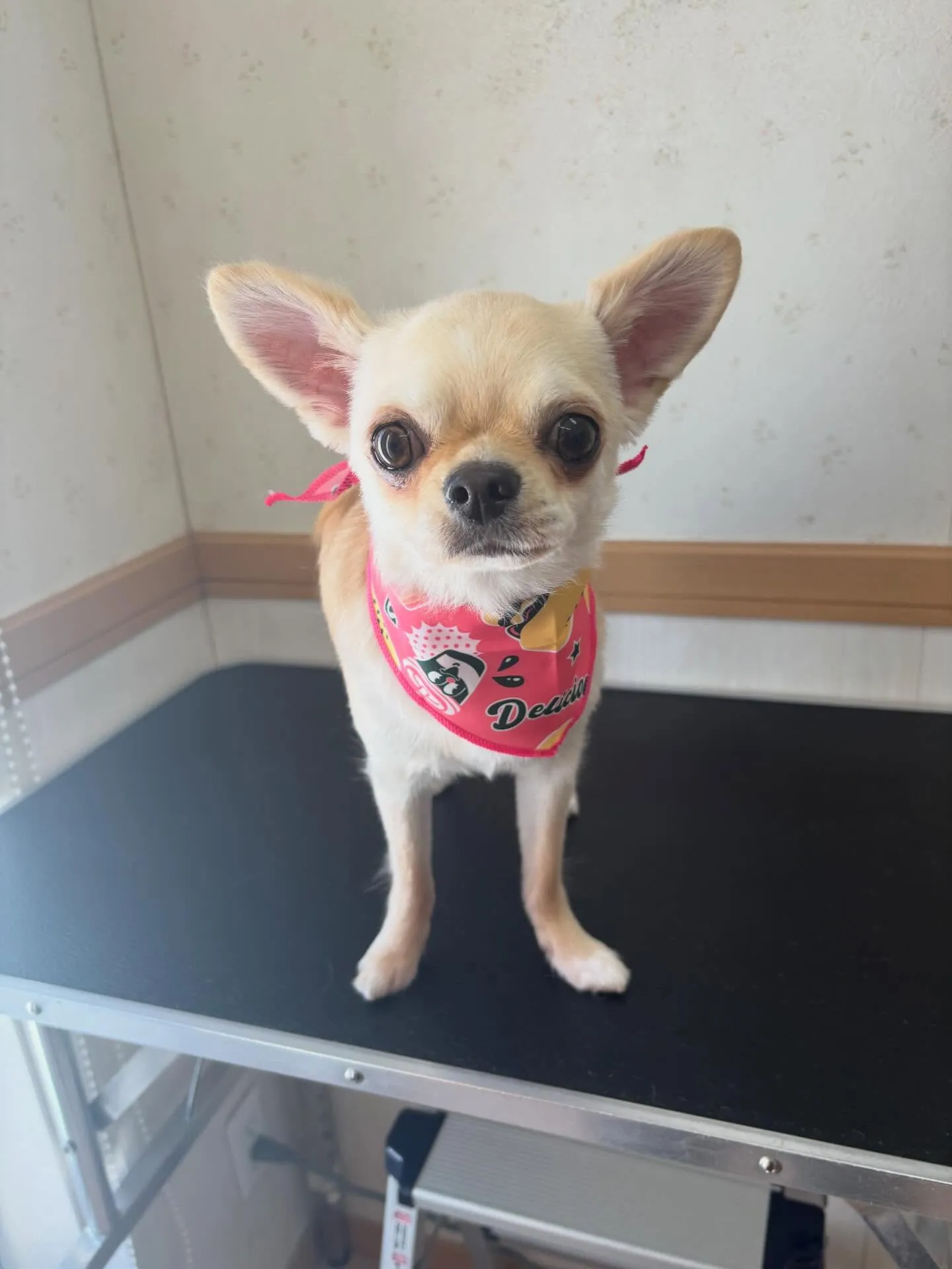 犬のトリミング✂️