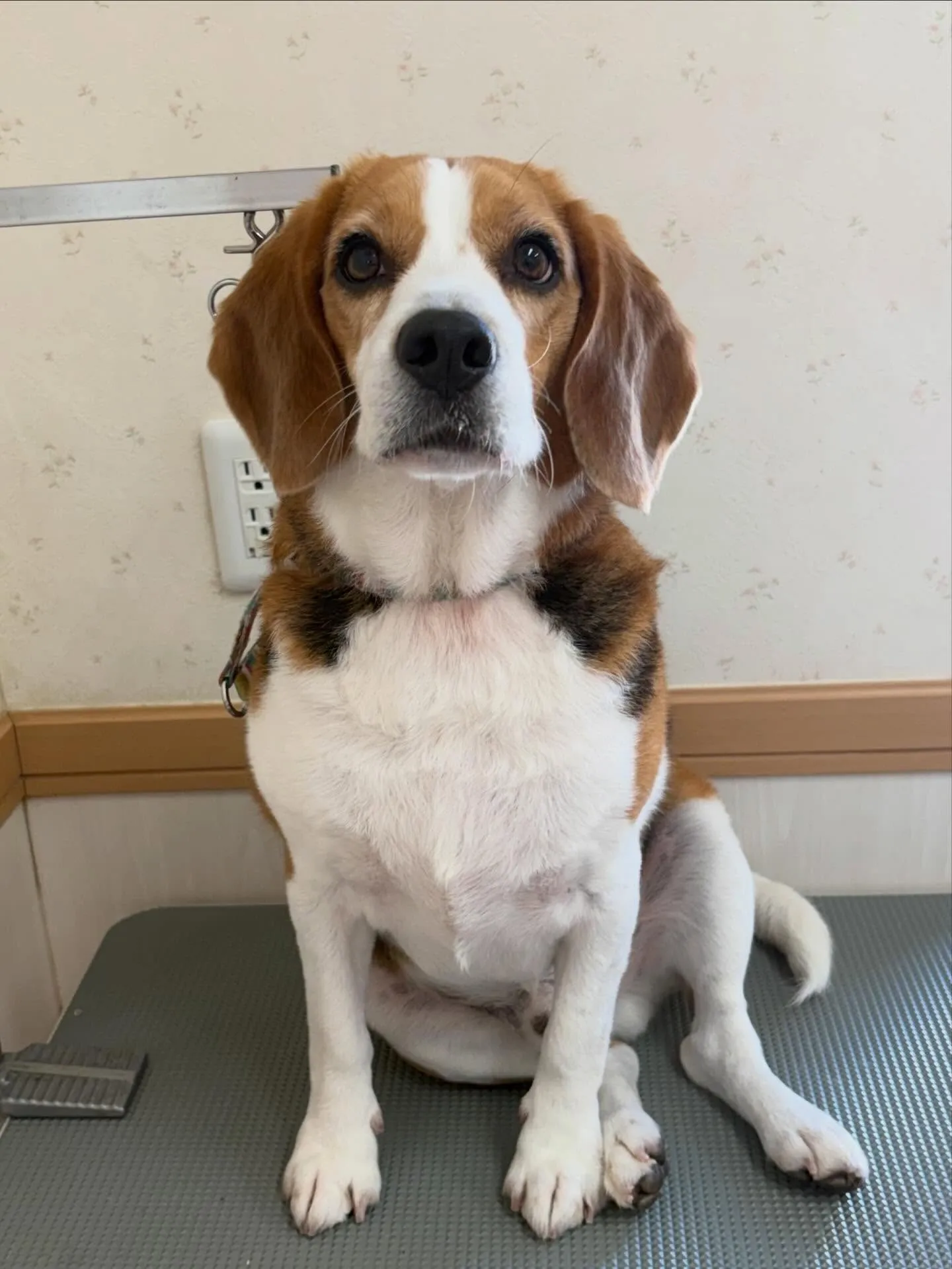 犬のシャンプー🫧