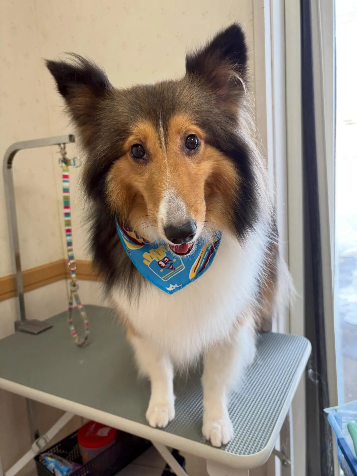 犬のシャンプー🫧