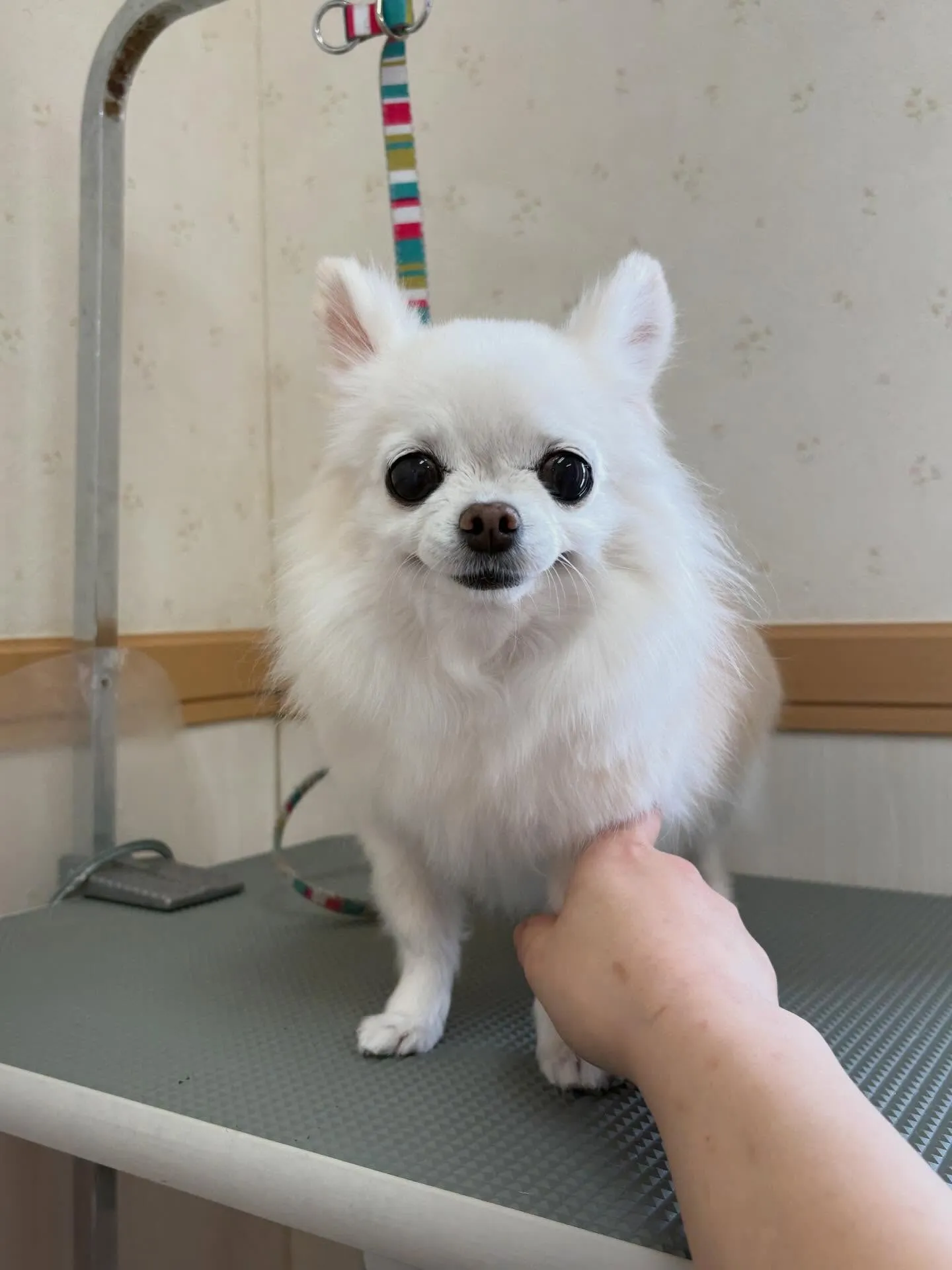 犬のシャンプー🫧