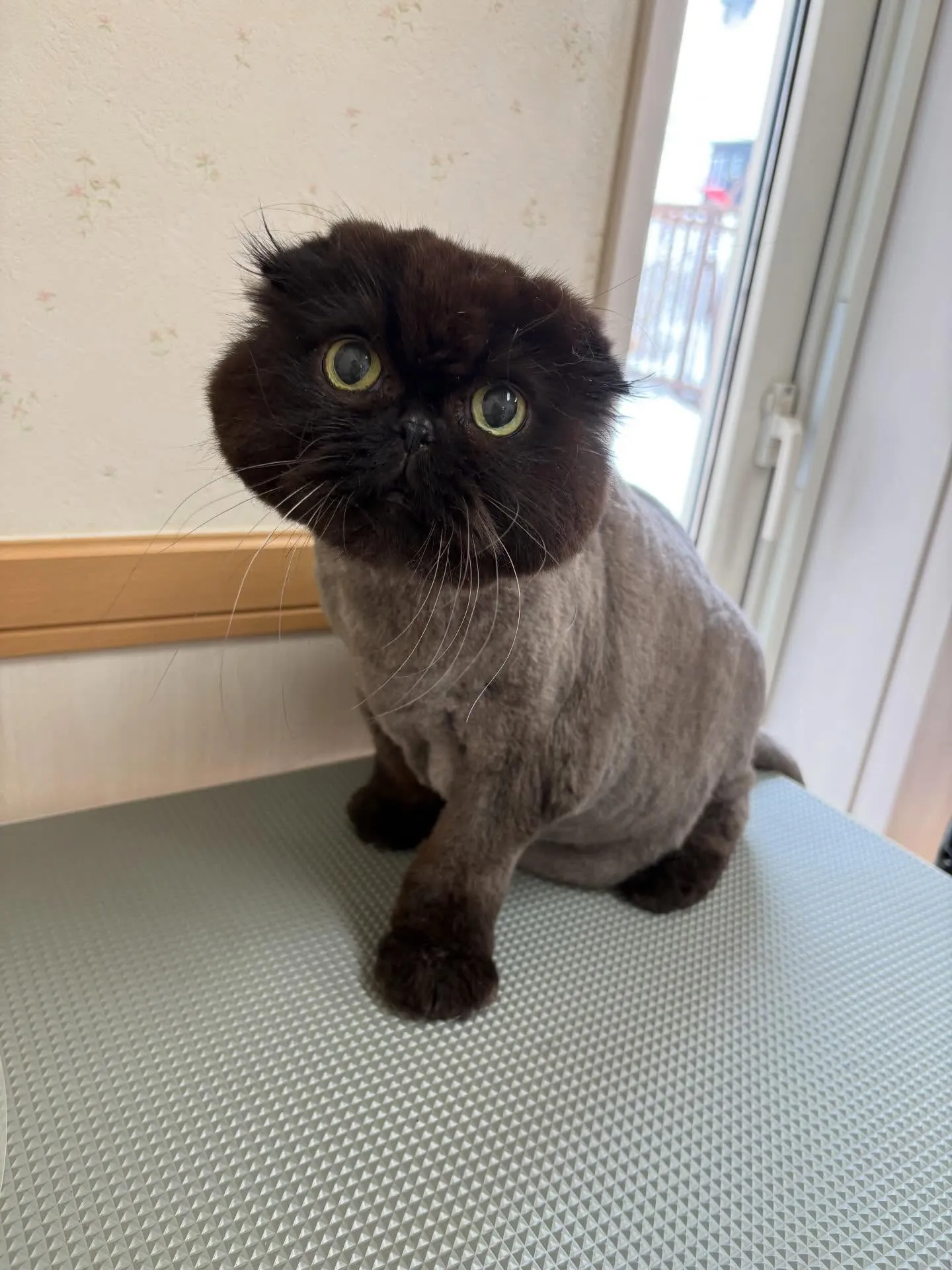 猫のトリミング✂️