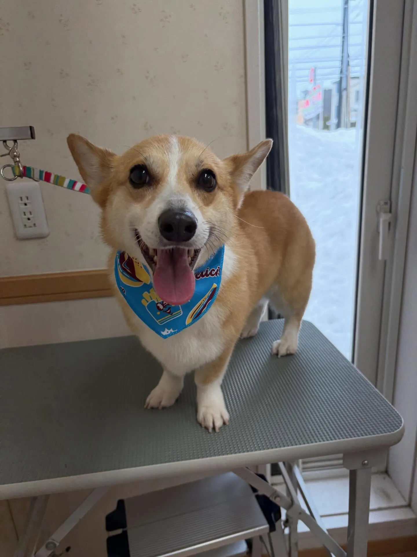 犬のシャンプー🫧