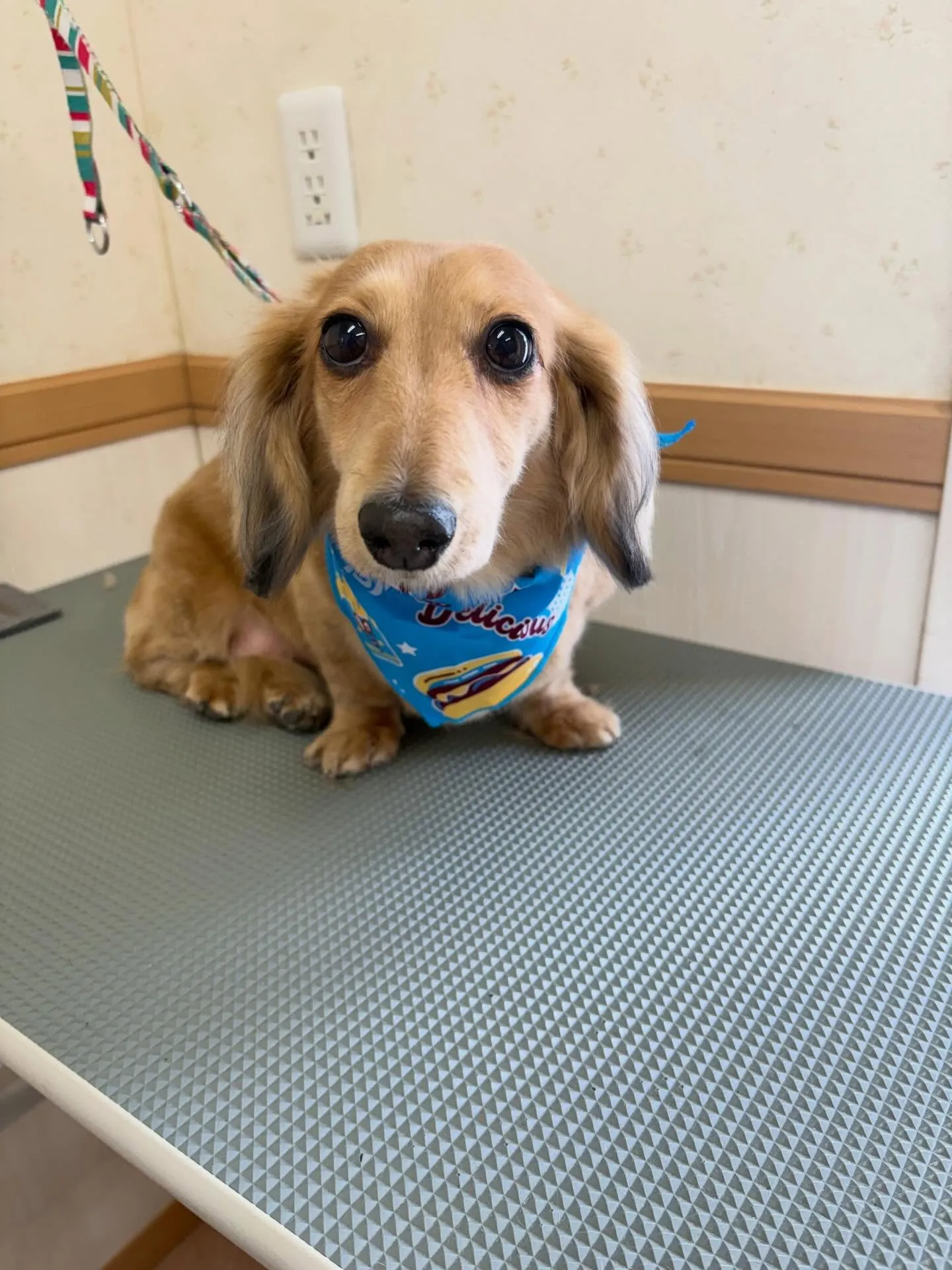 犬のトリミング✂️