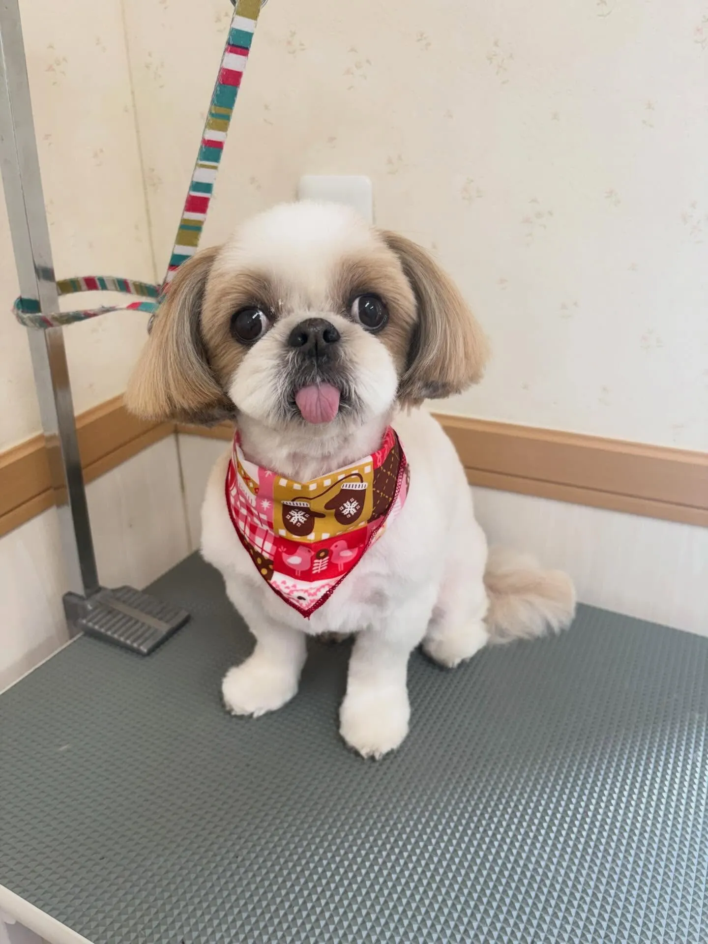 犬のトリミング✂️