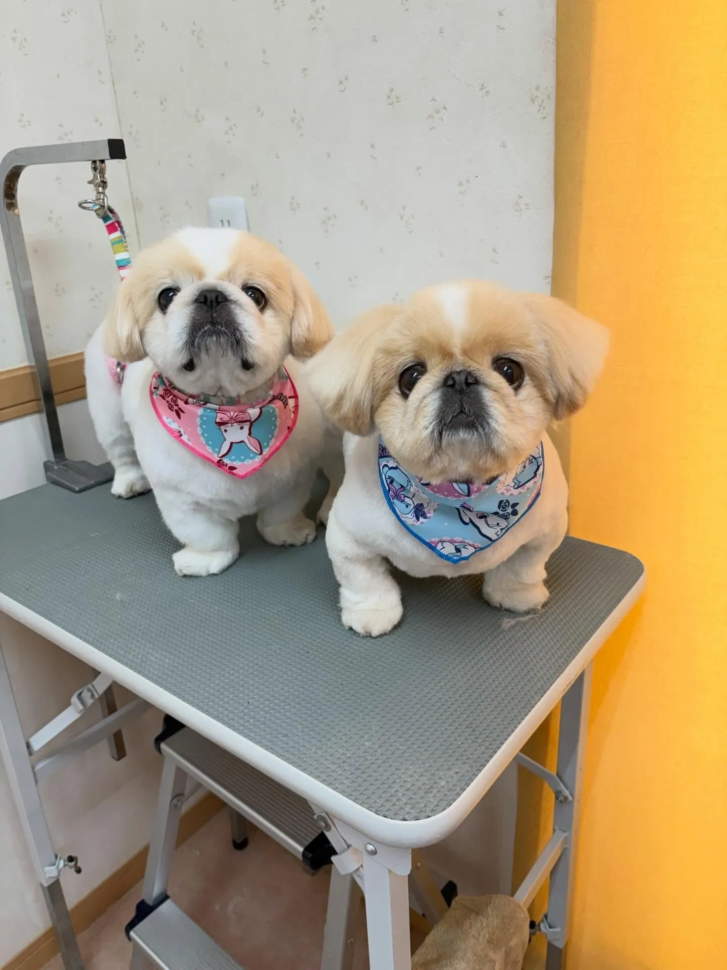 犬のトリミング✂️