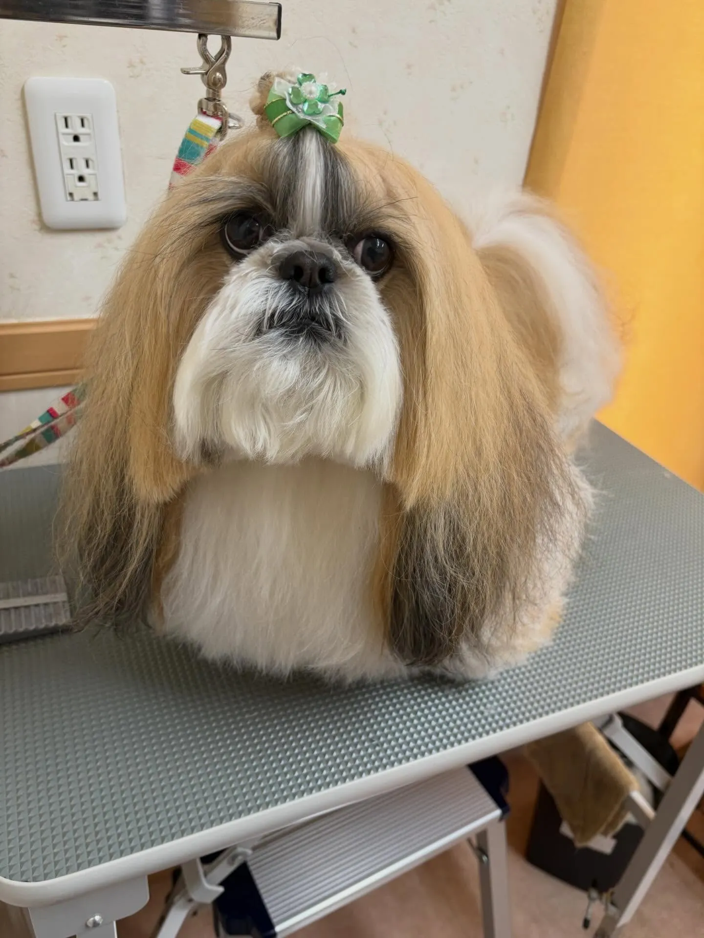 犬のシャンプー🫧