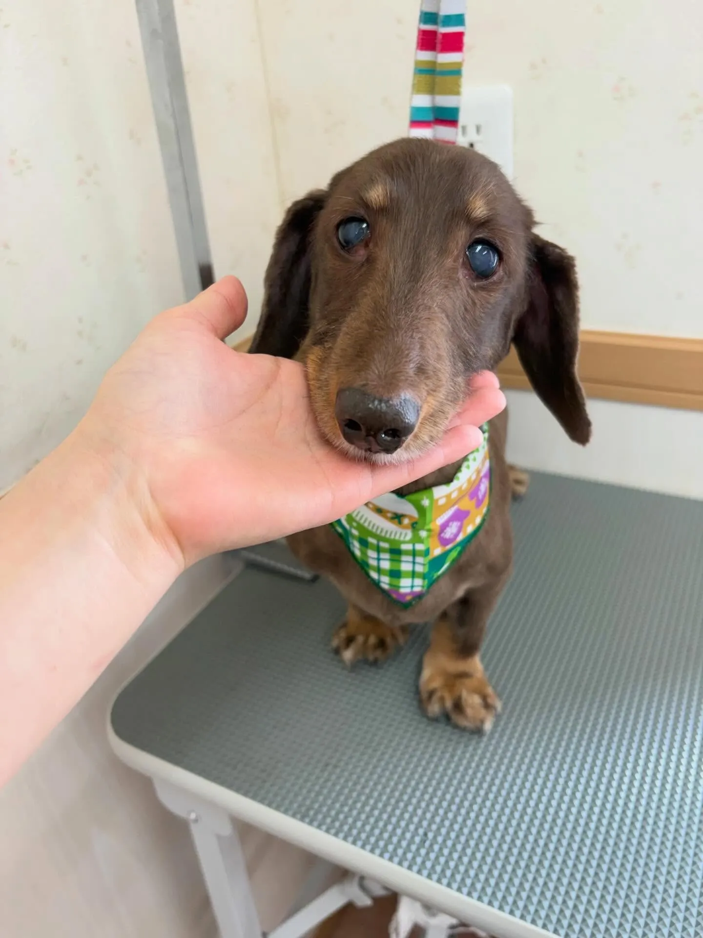 犬のトリミング✂️