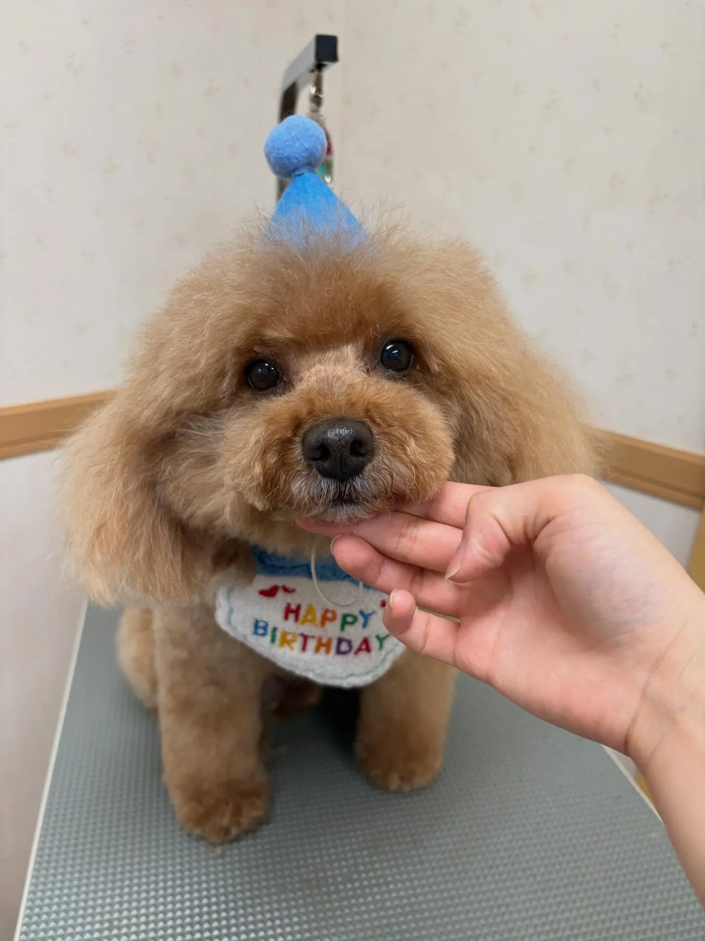 犬のトリミング✂️