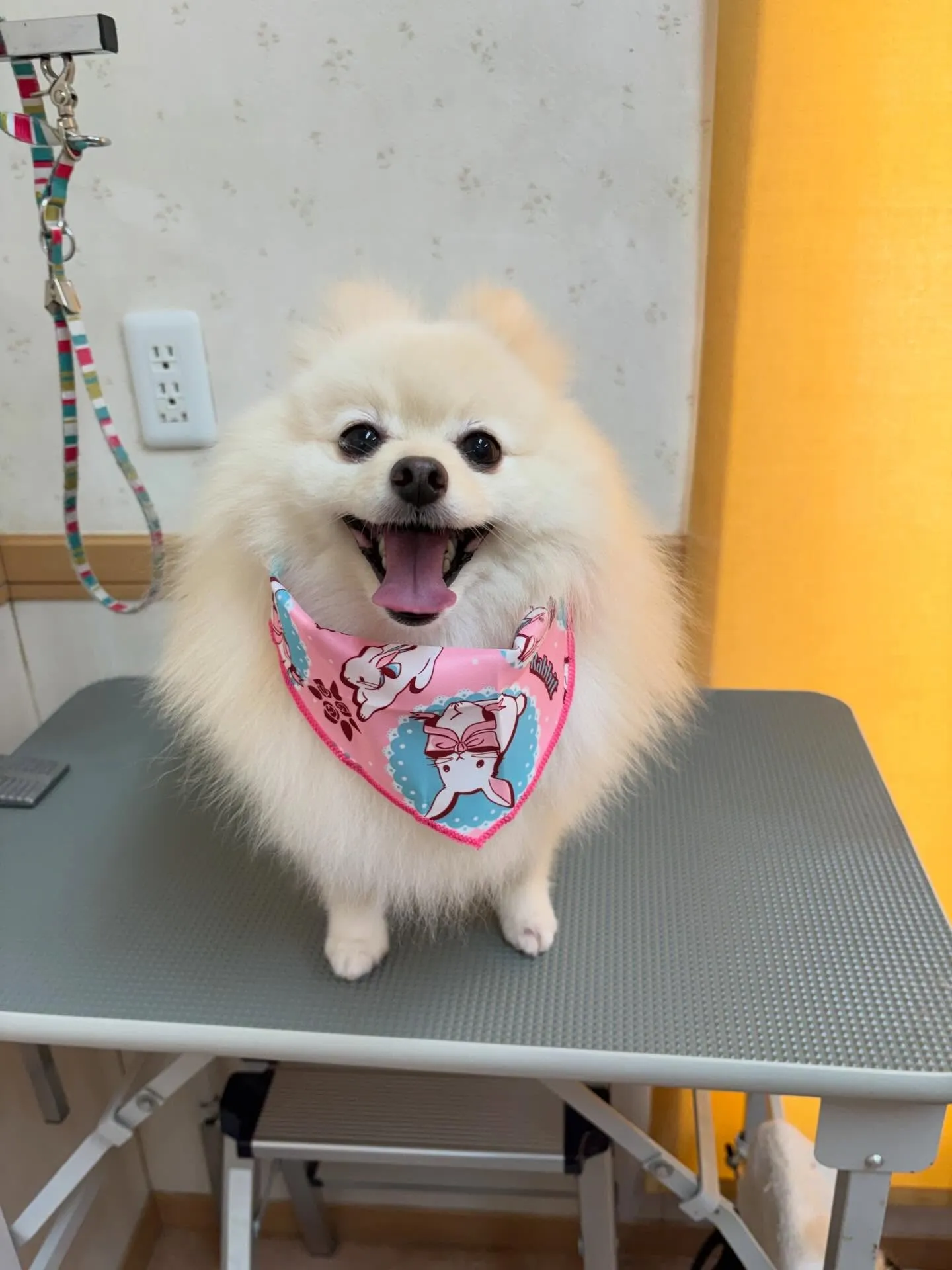 犬のシャンプー🫧