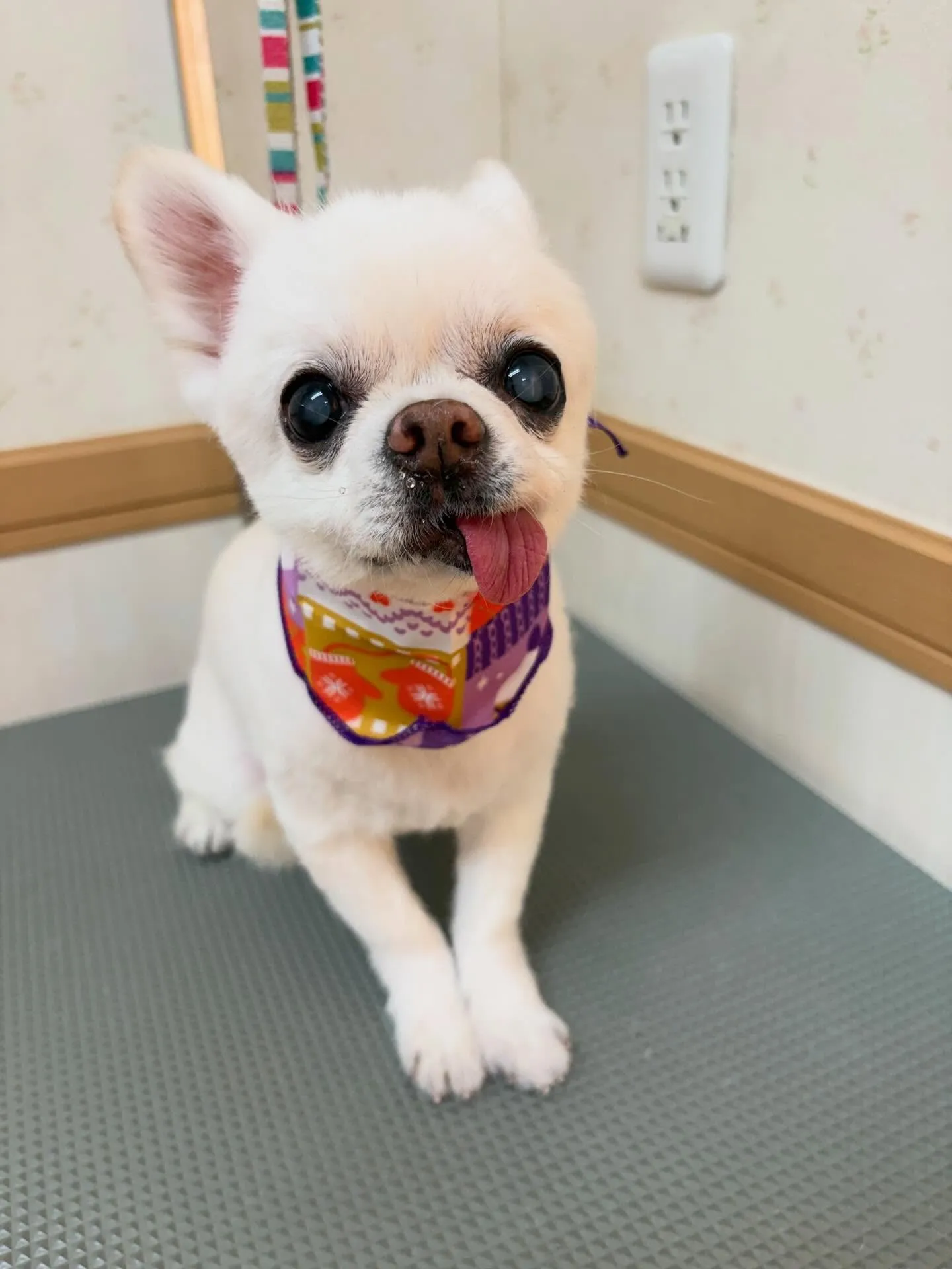 犬のトリミング✂️