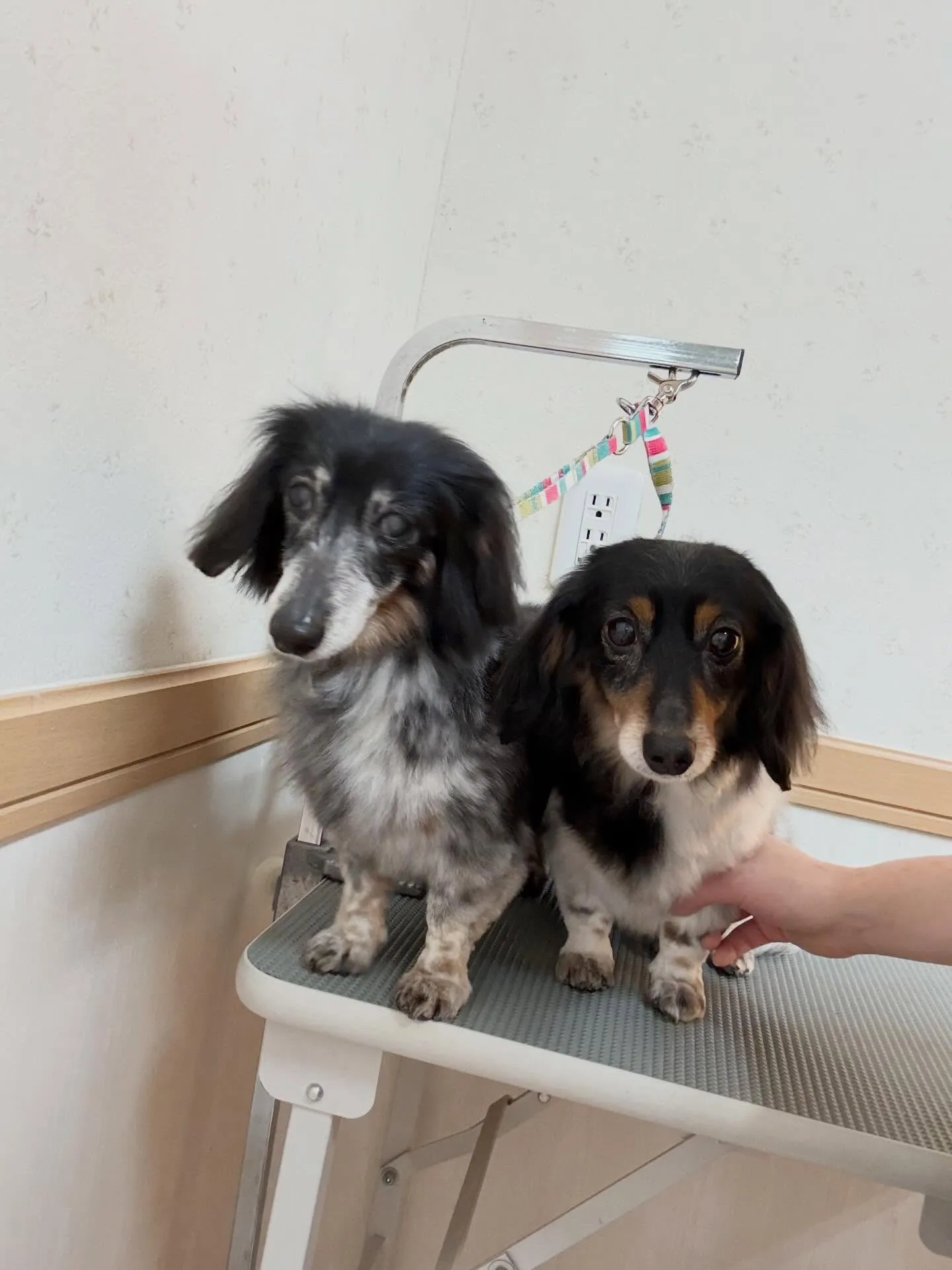 犬のトリミング✂️