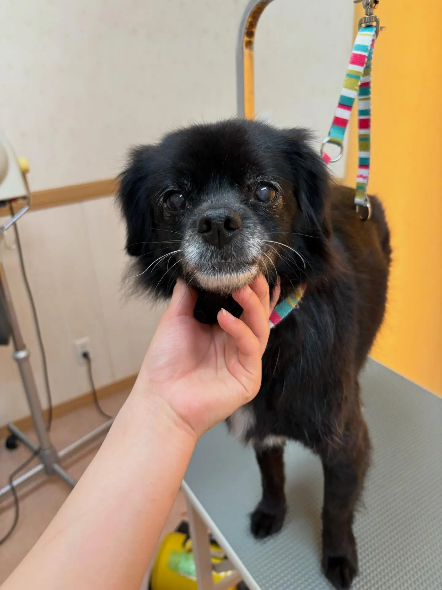 犬のシャンプー🫧