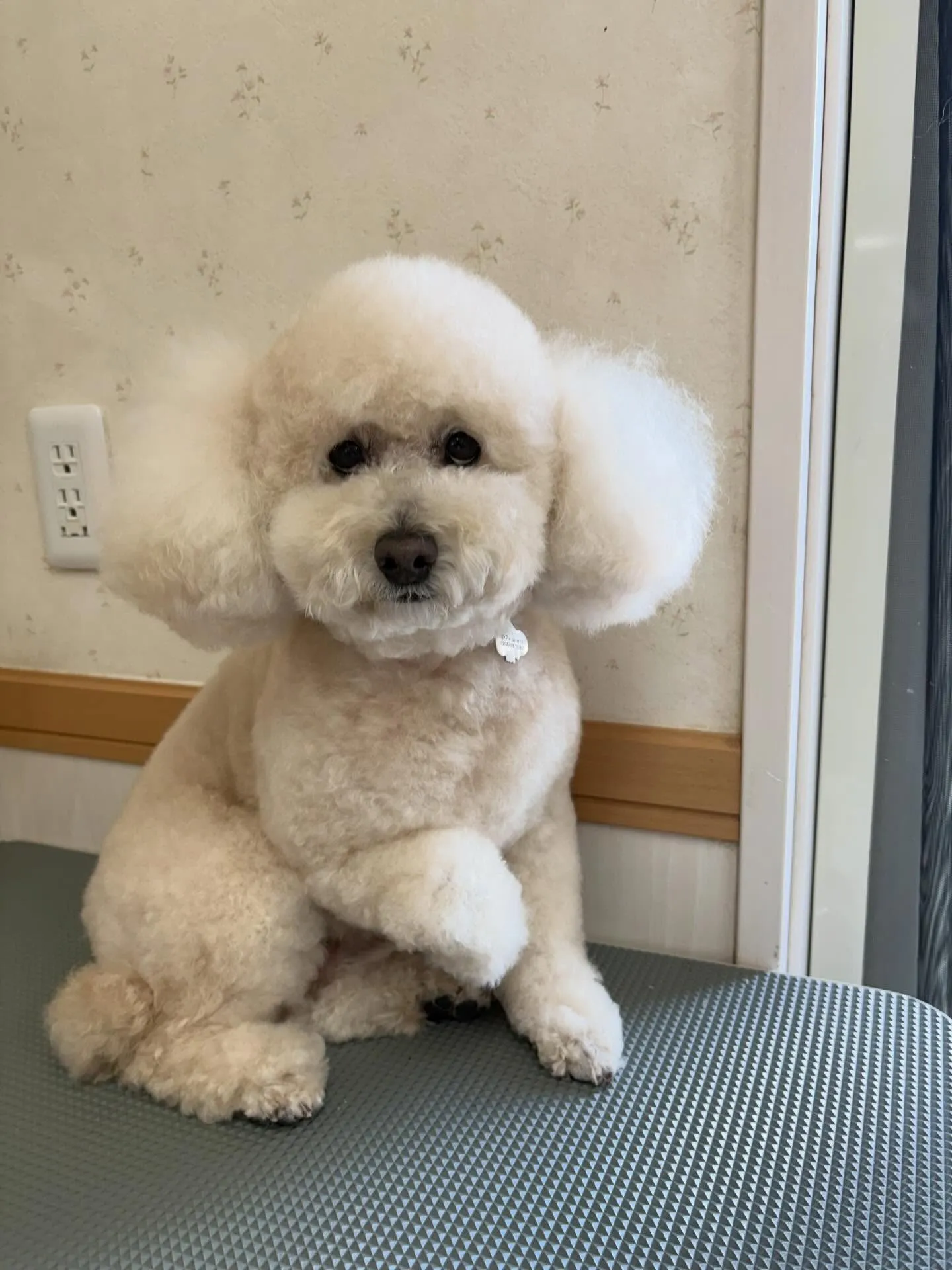 犬のシャンプー🫧