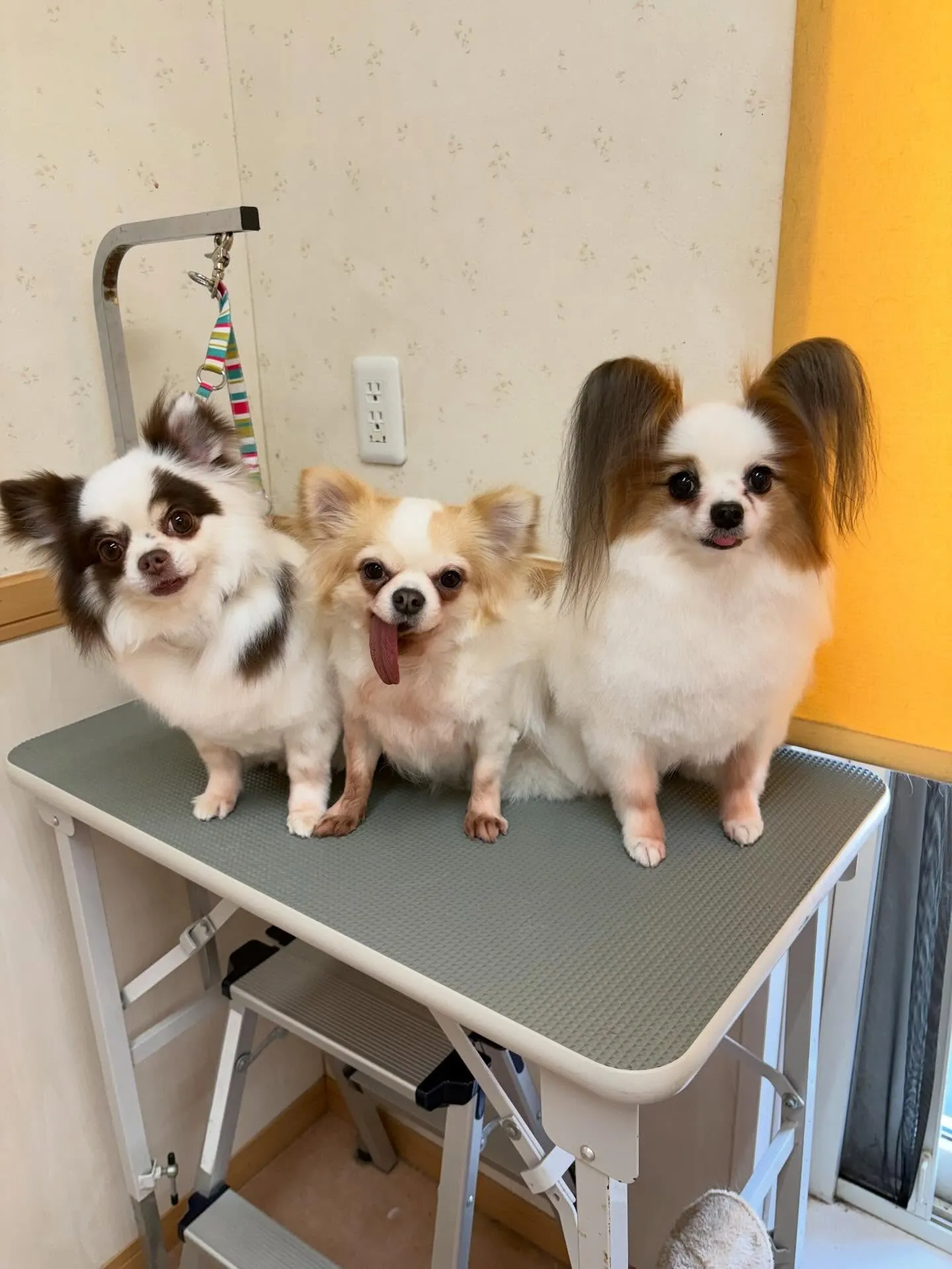 犬のトリミング✂️