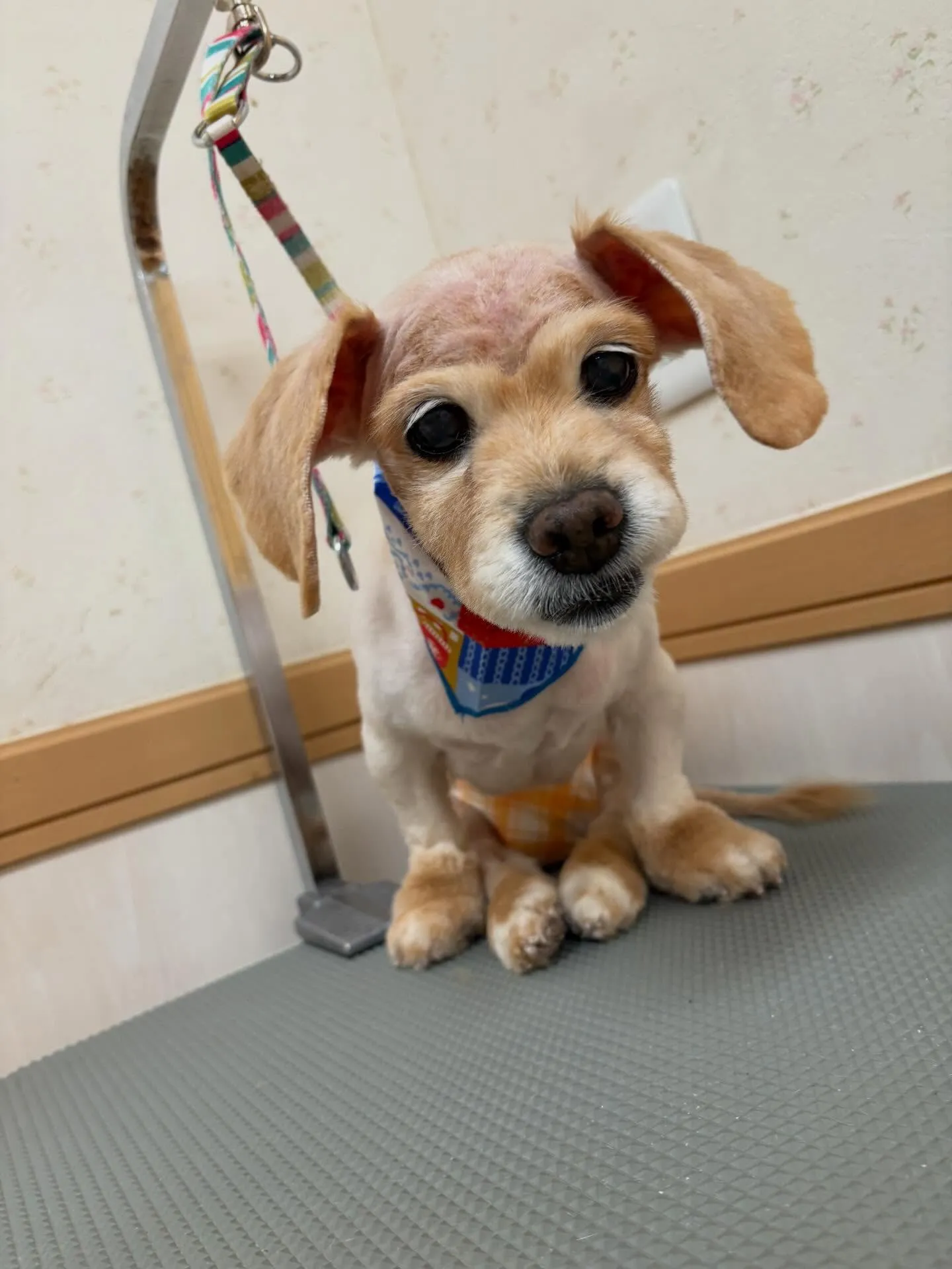 犬のトリミング✂️