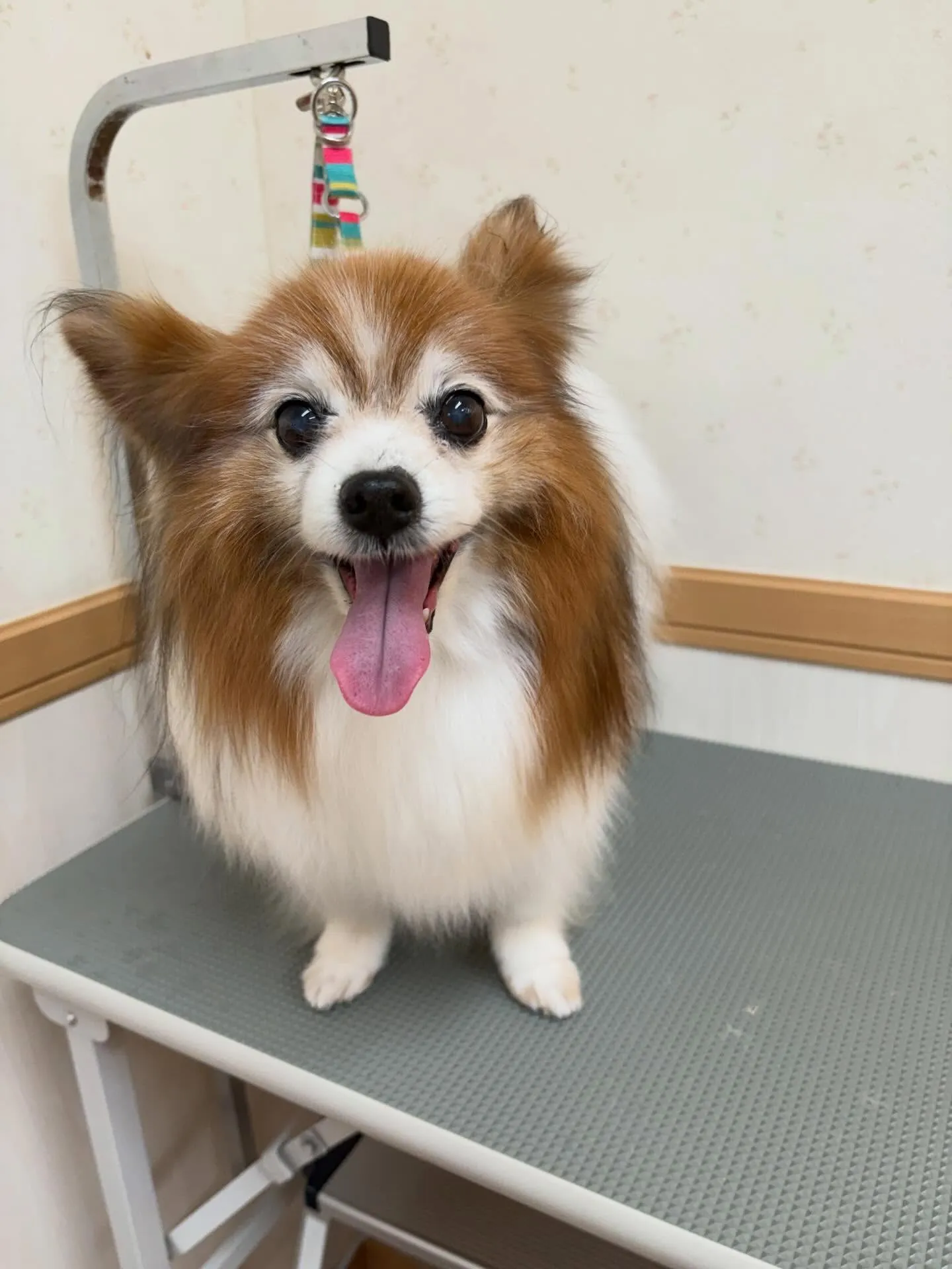 犬のシャンプー🫧