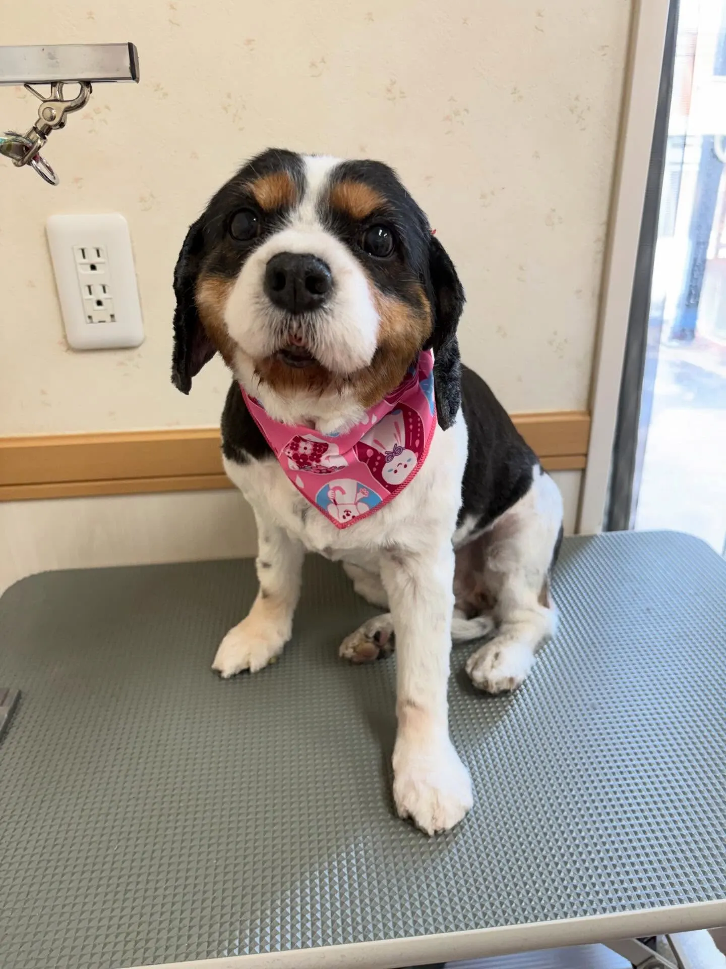 犬のトリミング✂️