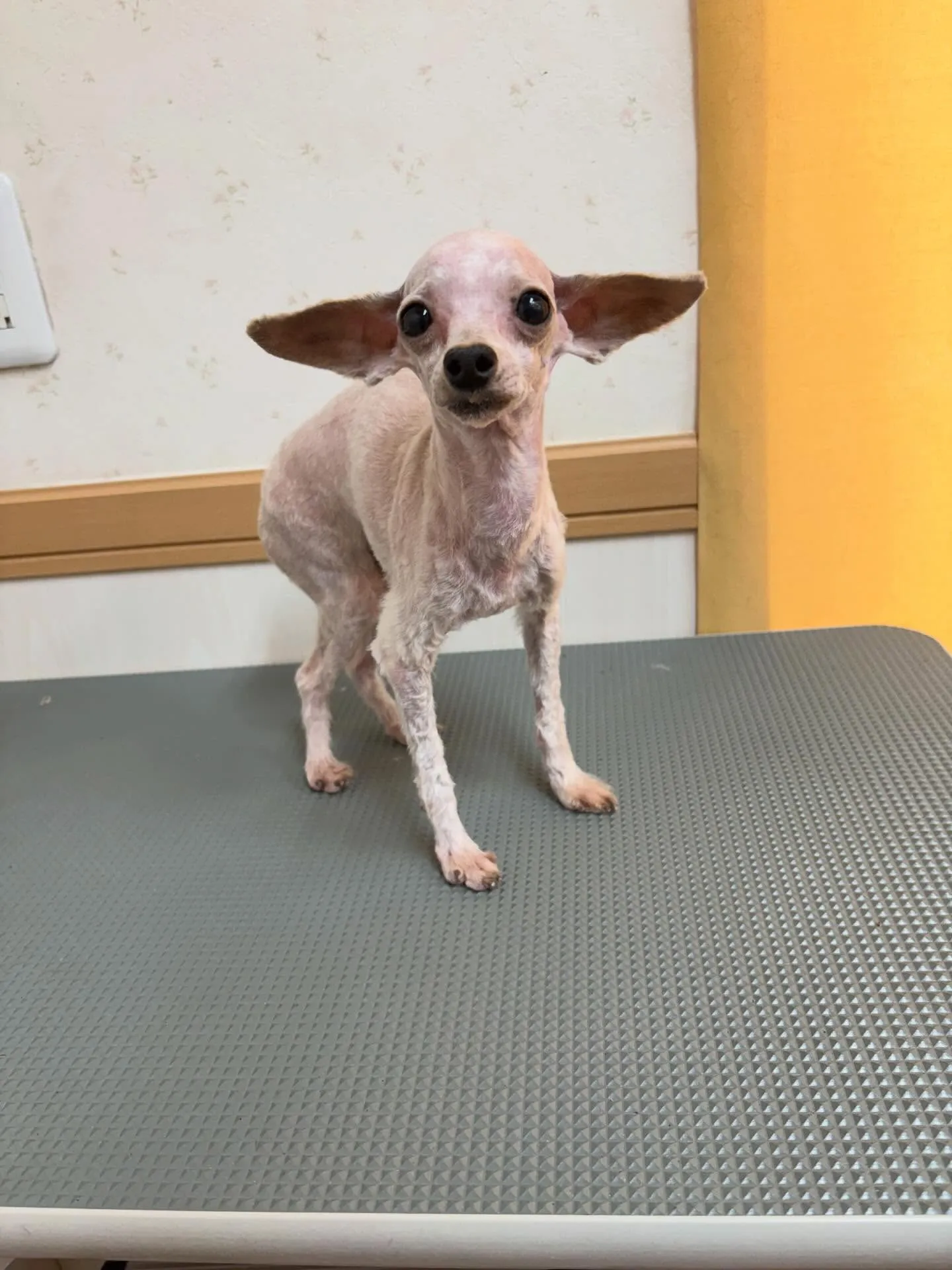 犬のトリミング✂️