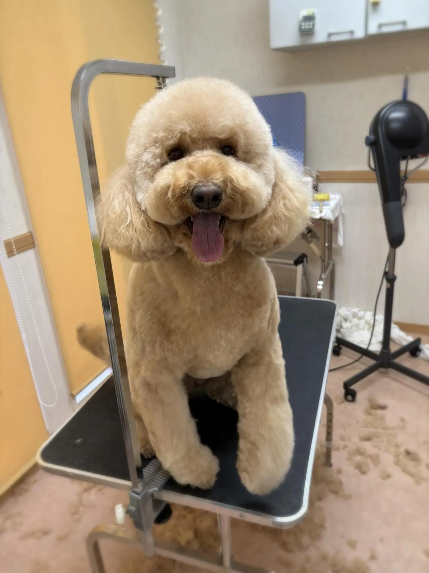 犬のトリミング✂️