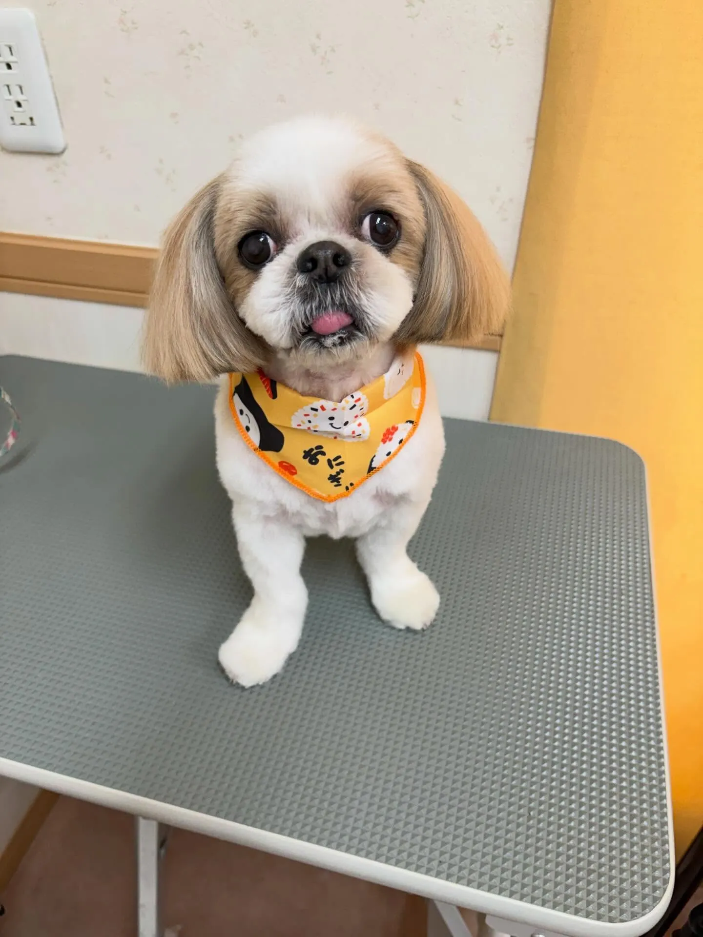 犬のトリミング✂️