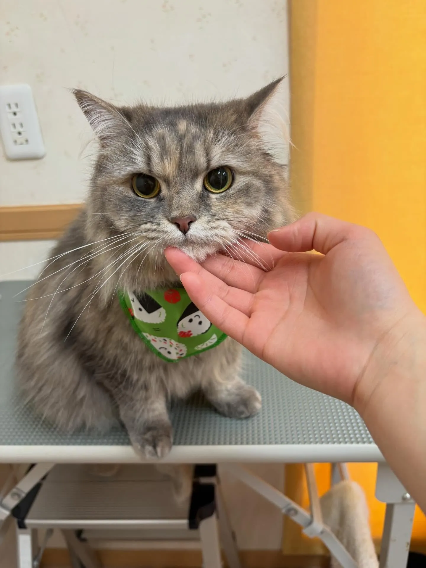 猫のシャンプー🫧