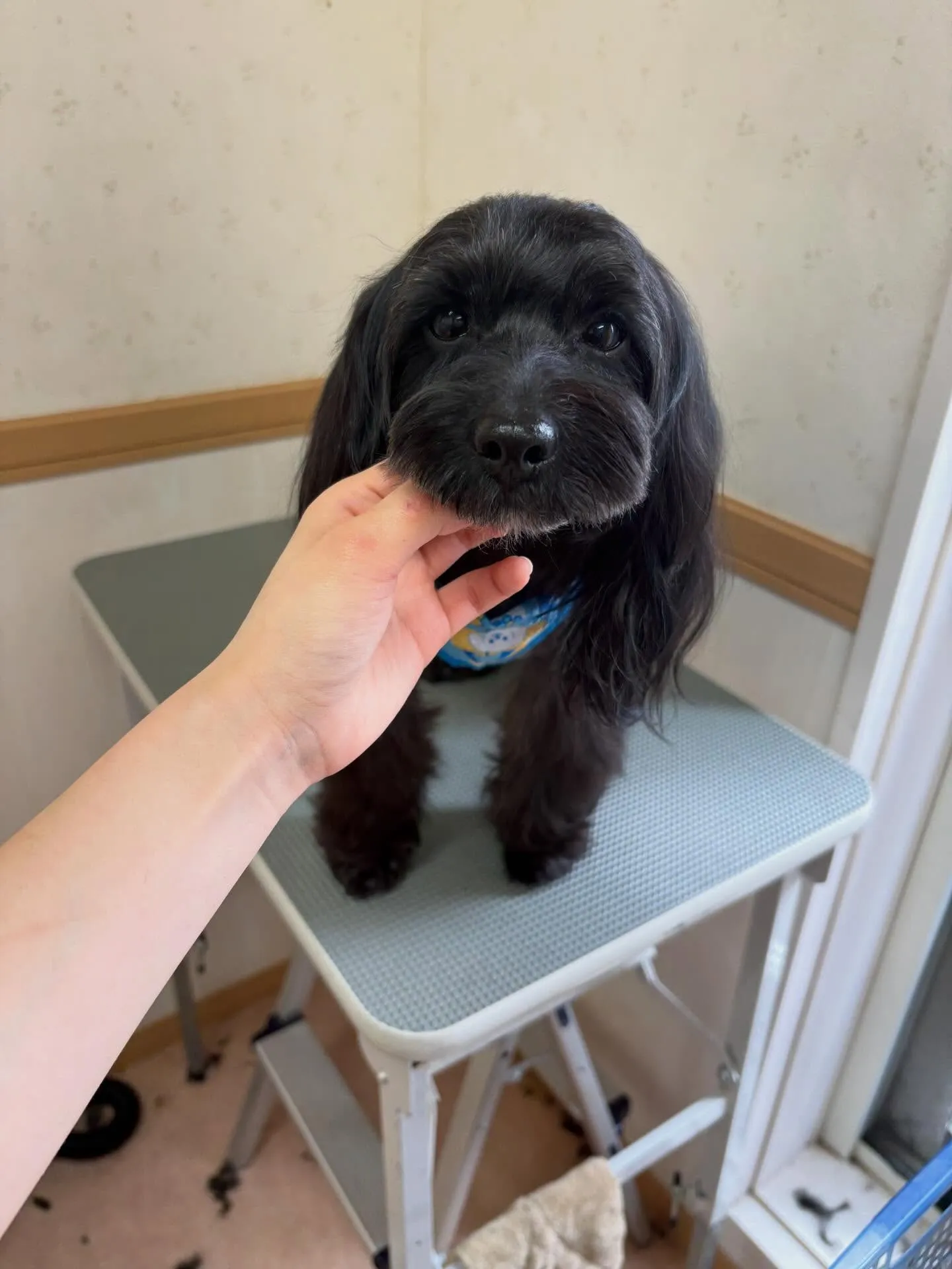 犬のトリミング✂️