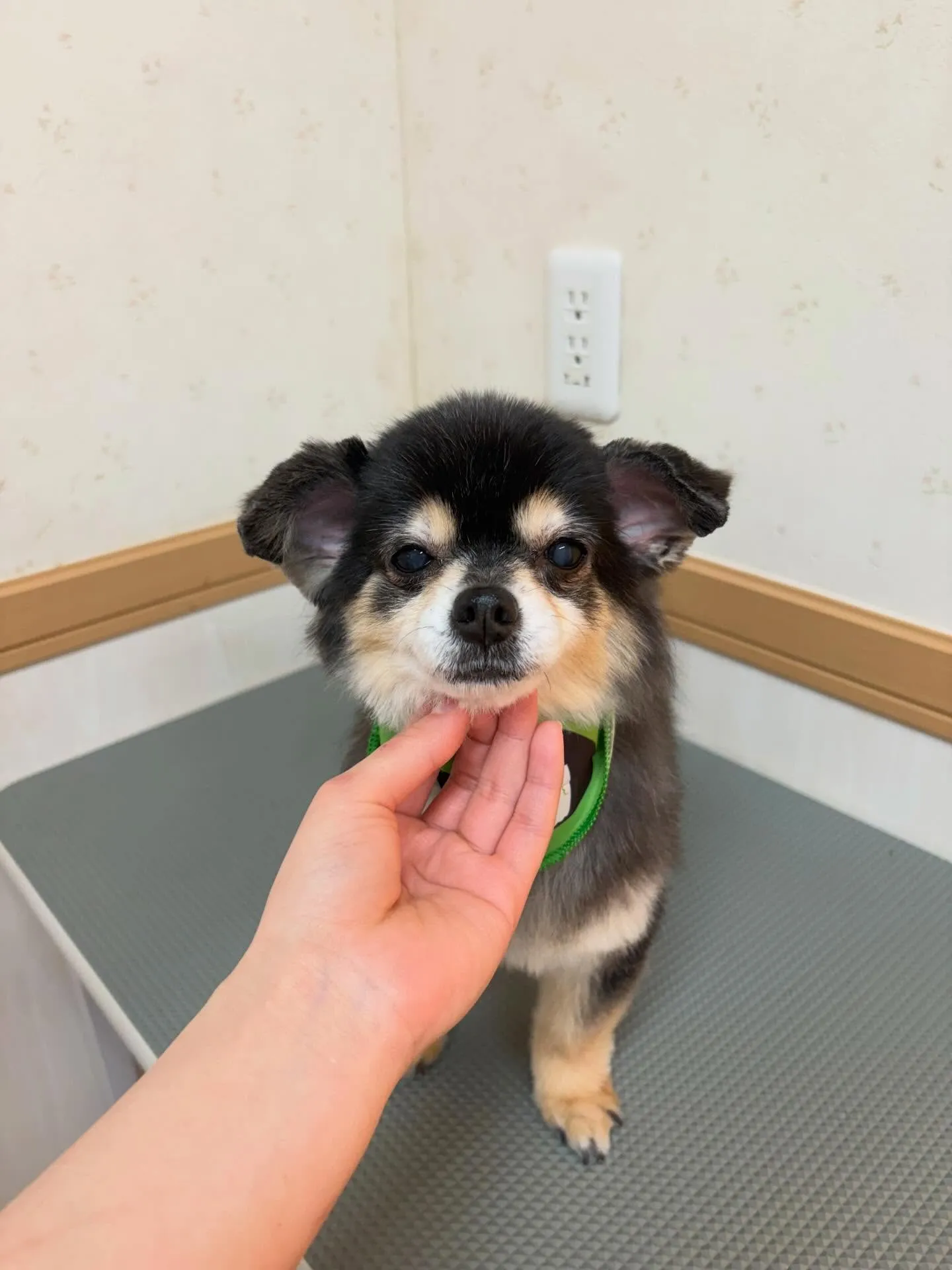 犬のトリミング✂️