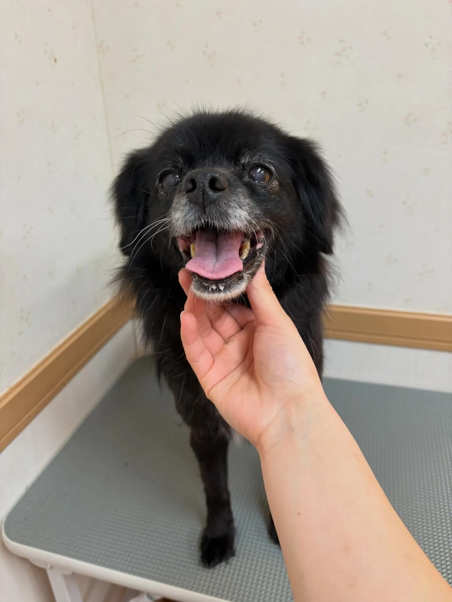 犬のシャンプー🫧