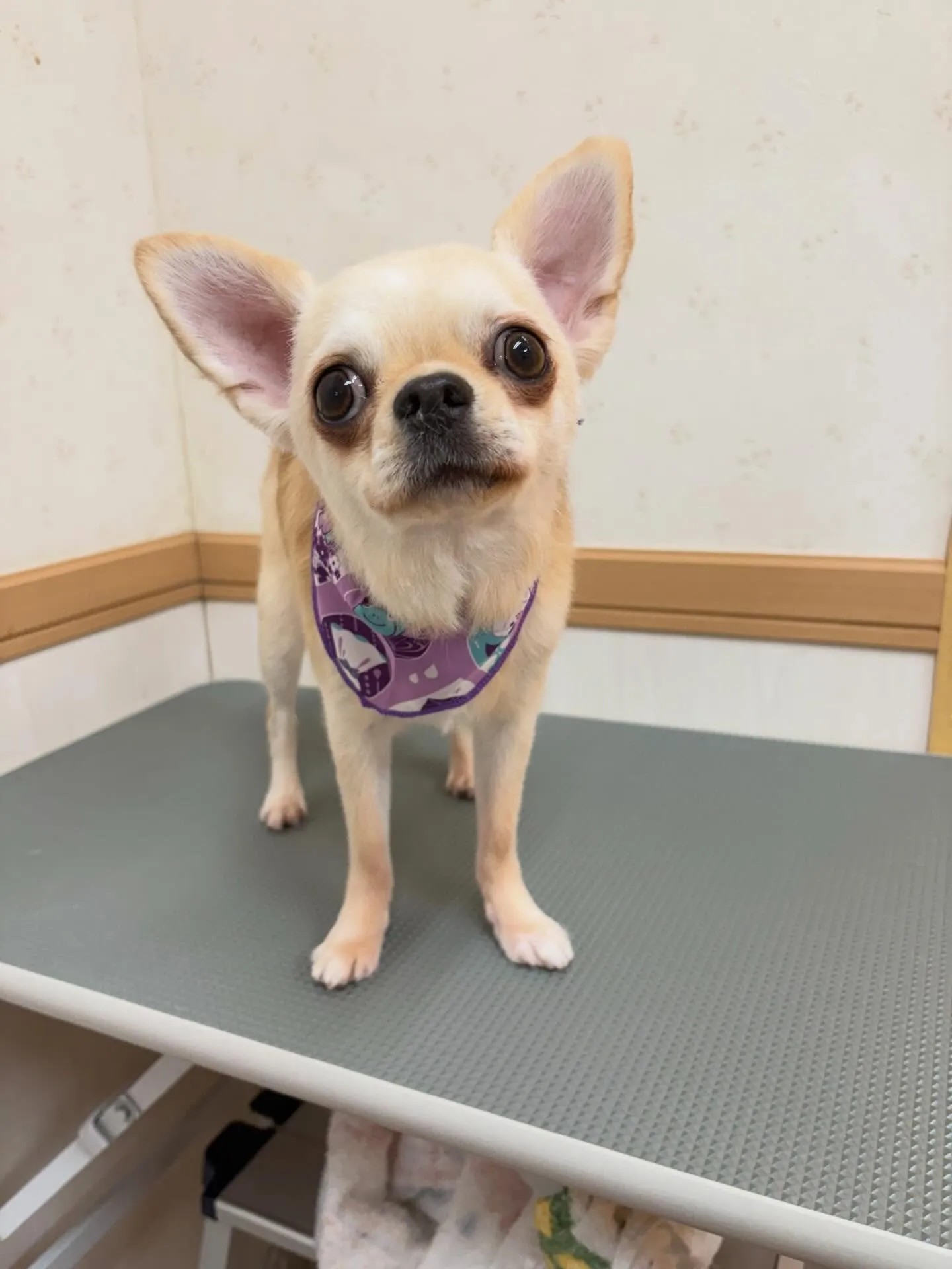 犬のトリミング✂️